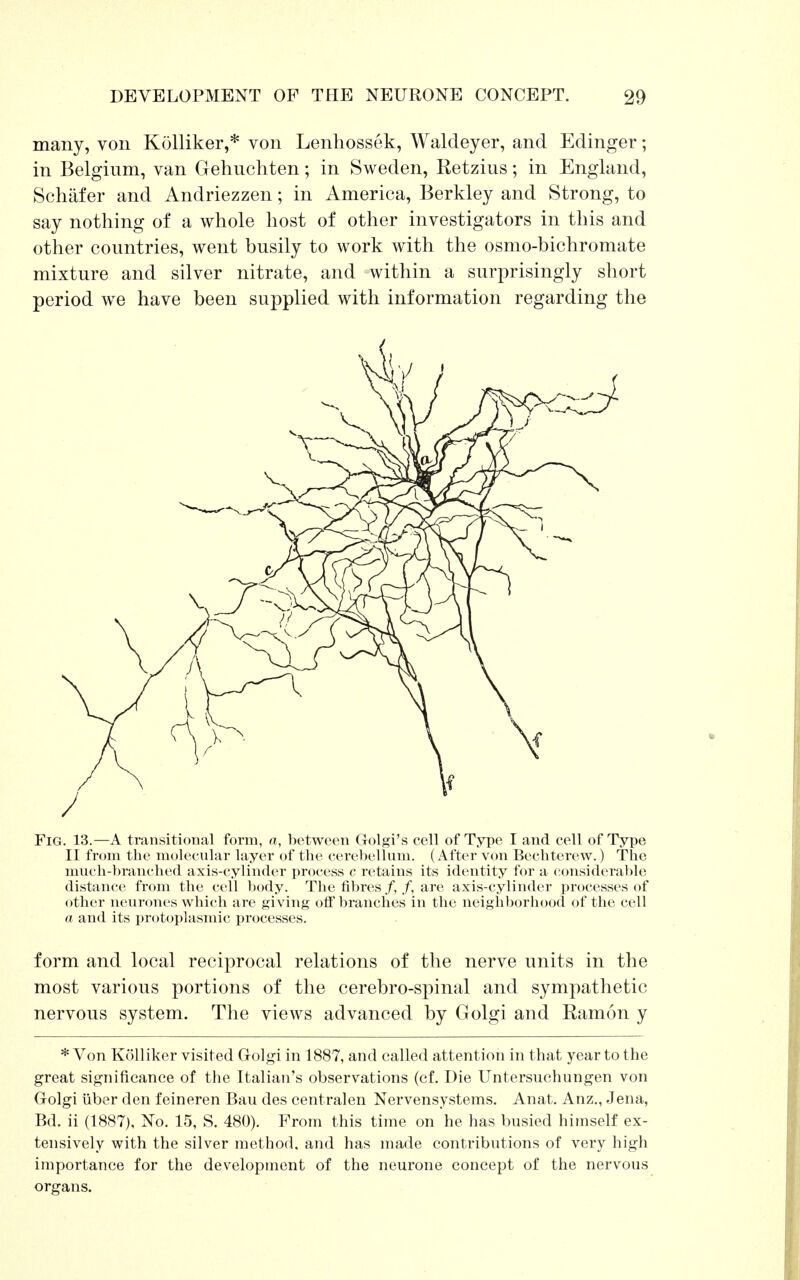 many, von Kolliker,* von Lenhossek, Waldeyer, and Edinger; in Belgium, van Gehnchten; in Sweden, Eetzius; in England, Schafer and Andriezzen; in America, Berkley and Strong, to say nothing of a whole host of other investigators in this and other countries, went busily to work with the osmo-bichromate mixture and silver nitrate, and within a surprisingly short period we have been supplied with information regarding the Fig. 13.—A transitional form, a, between Golgi's cell of Type I and cell of Type II from the molecular layer of the cerebellum. (After von Bechterew.) The much-branched axis-cylinder process c retains its identity for a considerable distance from the cell body. The fibres /, /, are axis-cylinder processes of other neurones which are giving off branches in the neighborhood of the cell a and its protoplasmic processes. form and local reciprocal relations of the nerve units in the most various portions of the cerebro-spinal and sympathetic nervous system. The views advanced by Golgi and Ramon y * Von Kolliker visited Golgi in 1887, and called attention in that year to the great significance of the Italian's observations (cf. Die Untersuchungen von Golgi fiber den feineren Bau des centralen Nervensystems. Anat. Anz., Jena, Bd. ii (1887), No. 15, S. 480). From this time on he has busied himself ex- tensively with the silver method, and has made contributions of very high importance for the development of the neurone concept of the nervous organs.