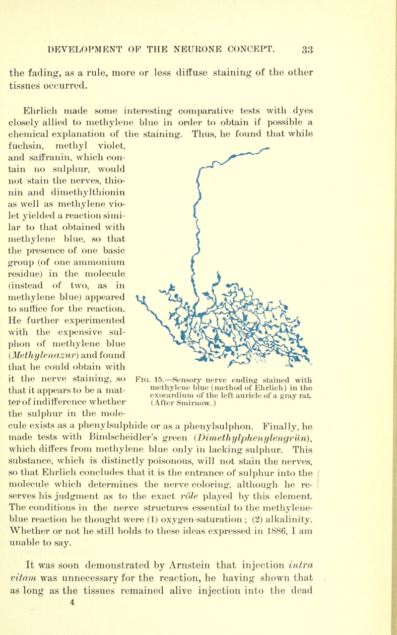 the fading, as a rule, more or less diffuse staining of the other tissues occurred. Ehrlich made some interesting comparative tests with dyes closely allied to methylene blue in order to obtain if possible a chemical explanation of the staining. Thus, he found that while fuchsin, methyl violet, and saffranin, which con- tain no sulphur, would not stain the nerves, tliio- nin and dimethylthionin as well as methylene vio- let yielded a reaction simi- lar to that obtained with methylene blue, so that the presence of one basic group (of one ammonium residue) in the molecule (instead of two, as in methylene blue) appeared to suffice for the reaction. He further experimented with the expensive sul- phon of methylene blue (Methylenazur) and found that he could obtain with it the nerve staining, so Fig. 15.—Sensory nerve ending stained with that it appears to be a mat- methylene blue (method of Ehrlich) in the . exocardmm of the left auricle of a gray rat. ter of indifference whether (After Smirnow.) the sulphur in the mole- cule exists as a phenylsulphide or as a phenylsulphon. Finally, he made tests with Bindscheidler's green (Dimethylphenylengrun), which differs from methylene blue only in lacking sulphur. This substance, which is distinctly poisonous, will not stain the nerves, so that Ehrlich concludes that it is the entrance of sulphur into the molecule which determines the nerve coloring, although he re- serves his judgment as to the exact role played by this element. The conditions in the nerve structures essential to the methylene- blue reaction he thought were (1) oxygen-saturation ; (2) alkalinity. Whether or not he still holds to these ideas expressed in 1886, I am unable to say. It was soon demonstrated by Arnstein that injection intra vitam was unnecessary for the reaction, he having shown that as long as the tissues remained alive injection into the dead 4