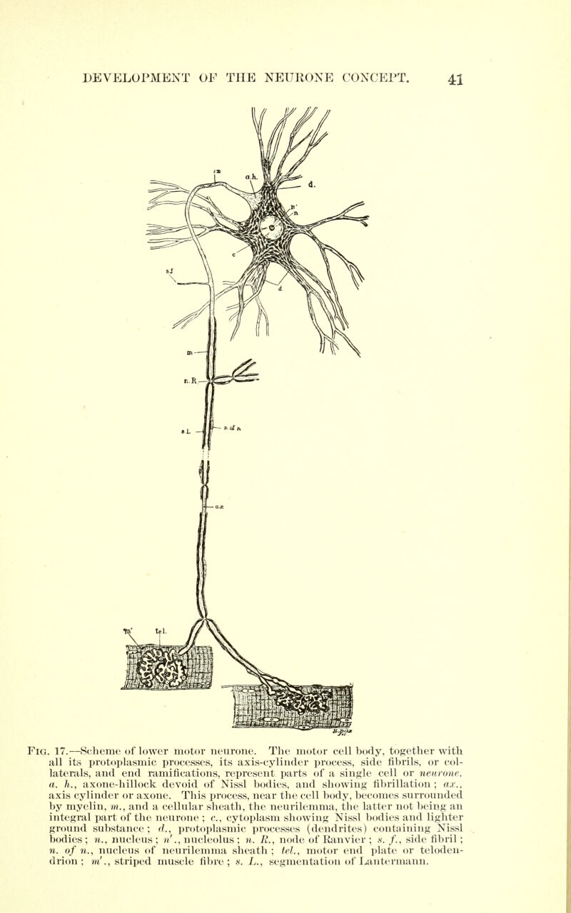 Fig. 17.—Scheme of lower motor neurone. The motor cell body, together with all its protoplasmic processes, its axis-cylinder process, side fibrils, or col- laterals, and end ramifications, represent parts of a single cell or neurone, a. h., axone-hillock devoid of Mssl bodies, and showing fibrillation; ax., axis cylinder or axone. This process, near the cell body, becomes surrounded by myelin, m., and a cellular sheath, the neurilemma, the latter not being an integral part of the neurone ; c, cytoplasm showing Nissl bodies and lighter ground substance; d., protoplasmic processes (dendrites) containing Nissl bodies ; n., nucleus ; n'., nucleolus ; n. R., node of Ranvier ; s. /., side fibril ; n. of n., nucleus of neurilemma sheath ; tel., motor end plate or teloden- dron ; m'., striped muscle fibre; s. L., segmentation of Lautermann.