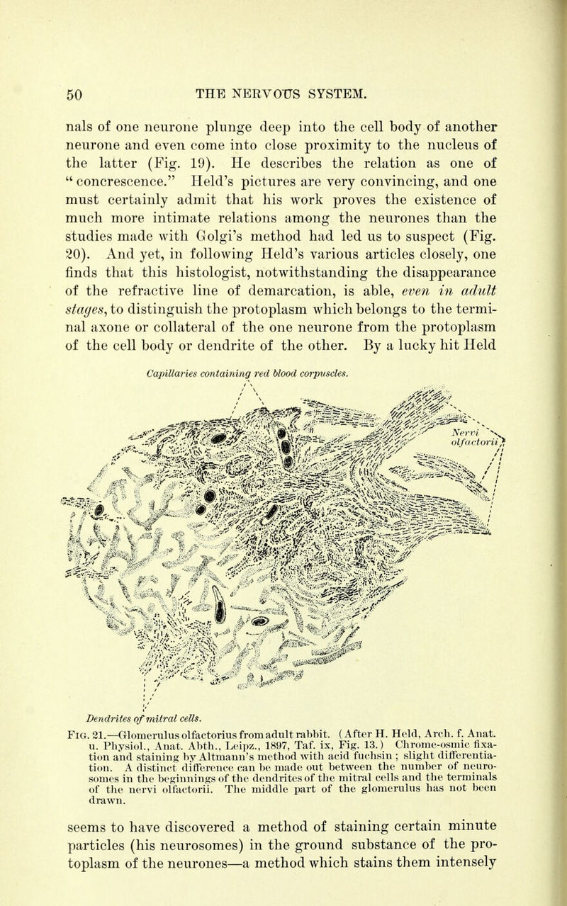 nals of one neurone plunge deep into the cell body of another neurone and even come into close proximity to the nucleus of the latter (Fig. 19). He describes the relation as one of  concrescence. Held's pictures are very convincing, and one must certainly admit that his work proves the existence of much more intimate relations among the neurones than the studies made with Golgi's method had led us to suspect (Fig. 20). And yet, in following Held's various articles closely, one finds that this histologist, notwithstanding the disappearance of the refractive line of demarcation, is able, even in adult stages, to distinguish the protoplasm which belongs to the termi- nal axone or collateral of the one neurone from the protoplasm of the cell body or dendrite of the other. By a lucky hit Held Capillaries containing red blood corpuscles. VVi ;i'a «; • •••'•:•!'. •? ■? * •:' '4 -'-v • -,./>' -vf/*' Dendrites of mitral cells. Fig. 21.—Glomerulus olfactorius from adult rabbit. (After H. Held, Arch. f. Anat. u. Physiol., Anat. Abth., Leipz., 1897, Taf. ix, Fig. 13.) Chrome-osmic fixa- tion and staining by Altmann's method with acid fuchsin ; slight differentia- tion. A distinct difference can be made out between the number of neuro- somes in the beginnings of the dendrites of the mitral cells and the terminals of the nervi olfactorii. The middle part of the glomerulus has not been drawn. seems to have discovered a method of staining certain minute particles (his neurosomes) in the ground substance of the pro- toplasm of the neurones—a method which stains them intensely