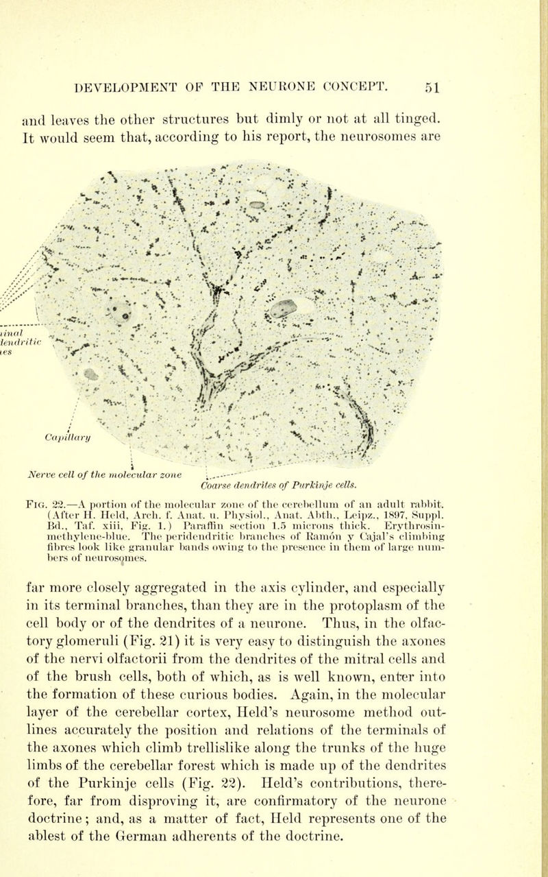 and leaves the other structures but dimly or not at all tinged. It would seem that, according to his report, the neurosomes are « .r..-.v :j \>r •.•;>.->\ r . . *—• .A •. ;V i •« „ a • . /> ' tisJgT-••- . j ••••• • • .• iinal iendritic tes Capillary  - ' ' , ^. Nerve cell of the molecular zone ' Coarse dendrites of Purkinje cells. Fig. 22.—A portion of the molecular zone of the cerehellum of an adult rabhit. (After H. Held, Arch. f. Anat. u. Physiol., Anat. Ahth., Leipz., 1897, Suppl. Bd., Taf. xiii, Fig. 1.) Paraffin section 1.5 microns thick. Erythrosin- methylene-blue. The peridendritic branches of Ramon y Cajal's climbing fibres look like granular bands owing to the presence in them of large num- bers of neurosomes. far more closely aggregated in the axis cylinder, and especially in its terminal branches, than they are in the protoplasm of the cell body or of the dendrites of a neurone. Thus, in the olfac- tory glomeruli (Fig. 21) it is very easy to distinguish the axones of the nervi olfactorii from the dendrites of the mitral cells and of the brush cells, both of which, as is well known, enter into the formation of these curious bodies. Again, in the molecular layer of the cerebellar cortex, Held's neurosome method out- lines accurately the position and relations of the terminals of the axones which climb trellislike along the trunks of the huge limbs of the cerebellar forest which is made up of the dendrites of the Purkinje cells (Fig. 22). Held's contributions, there- fore, far from disproving it, are confirmatory of the neurone doctrine; and, as a matter of fact, Held represents one of the ablest of the German adherents of the doctrine.