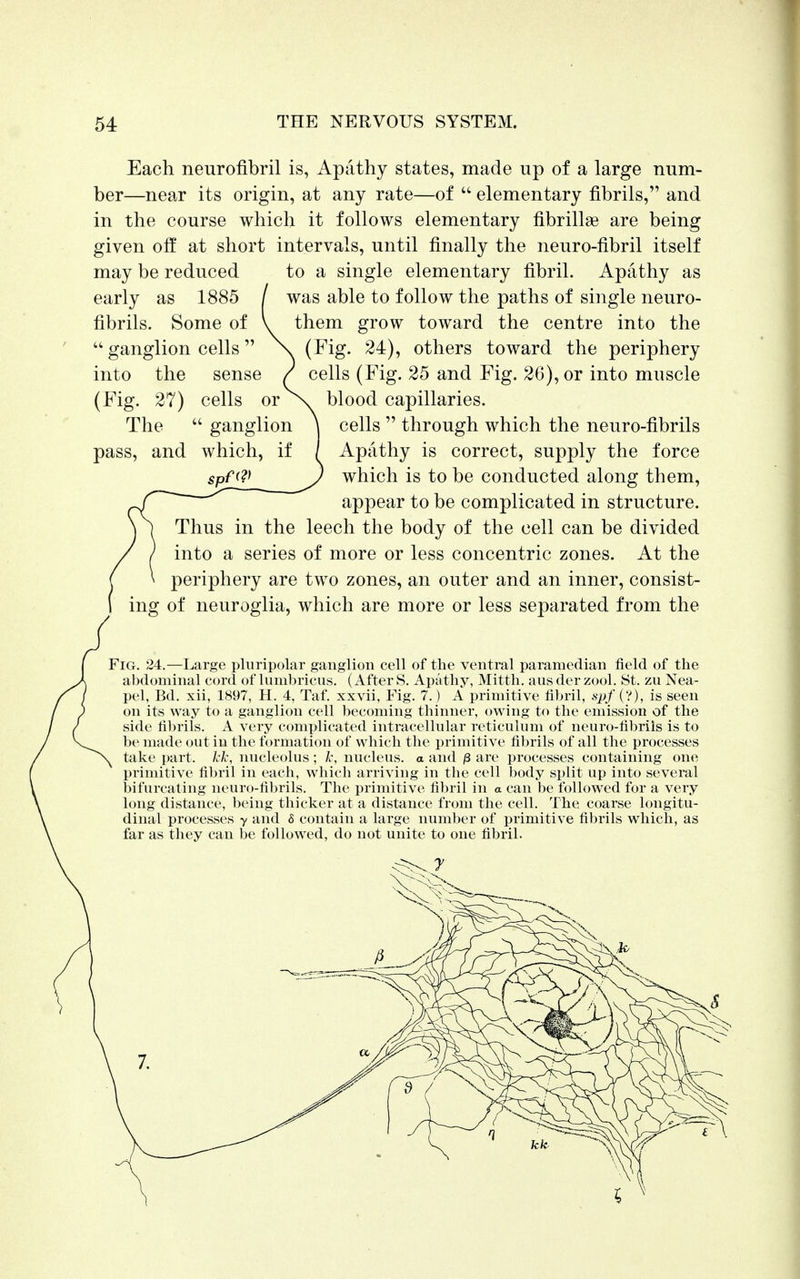 Each neurofibril is, Apathy states, made up of a large num- ber—near its origin, at any rate—of  elementary fibrils, and in the course which it follows elementary fibrillae are being given off at short intervals, until finally the neuro-fibril itself may be reduced early as 1885 fibrils. Some of  ganglion cells  into the sense (Fig. 27) cells or The  ganglion pass, and which, if to a single elementary fibril. Apathy as was able to follow the paths of single neuro- them grow toward the centre into the (Fig. 24), others toward the periphery cells (Fig. 25 and Fig. 26), or into muscle blood capillaries, cells  through which the neuro-fibrils Apathy is correct, supply the force which is to be conducted along them, appear to be complicated in structure. Thus in the leech the body of the cell can be divided into a series of more or less concentric zones. At the periphery are two zones, an outer and an inner, consist- ing of neuroglia, which are more or less separated from the Fig. 24.—Large pluripolar ganglion cell of the ventral paramedian field of the abdominal cord of lumbricus. (After S. Apathy, Mitth. aus der zool. St. zu Nea- pel, Bd. xii, 1897, H. 4, Taf. xxvii, Fig. 7.) A primitive fibril, spf (V), is seen on its way to a ganglion cell becoming thinner, owing to the emission of the side fibrils. A very complicated intracellular reticulum of neuro-fibrils is to be made out in the formation of which the primitive fibrils of all the processes take part, kk, nucleolus ; k, nucleus, a and /3 are processes containing one primitive fibril in each, which arriving in the cell body split up into several bifurcating neuro-fibrils. The primitive fibril in a can be followed for a very long distance, being thicker at a distance from the cell. The coarse longitu- dinal processes y and 8 contain a large number of primitive fibrils which, as far as they can be followed, do not unite to one fibril.
