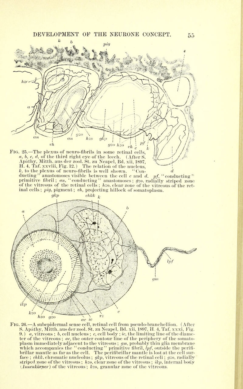 Fig. 25.—The plexus of neurofibrils in some retinal cells, a, b, c, d, of the third right eye of the leech. (After S. Apathy, Mitth. aus der zuol. St. zu Neapel, Bd. xii, 1897, H. 4, Taf. xxviii, Fig. 12.) The relation of the nucleus, k, to the plexus of neuro-fibrils is well shown. Con- ducting anastomoses visible between the cell c and d. primitive fibril; an, conducting anastomoses; Qzo, radially striped zone of the vitreous of the retinal cells ; hzo, clear zone of the vitreous of the ret- inal cells ; pig, pigment; vh, projecting hillock of somatoplasm. d pf, conducting hzo qzo x- > rz ac ic Fig. 26.—A subepidermal sense cell, retinal cell from pseudo-branch ellion. (After S. Apathy, Mitth. aus der zool. St. zu Neapel, Bd. xii, 1897, H. 4, Taf. xxxi, Fig. 9.) a, vitreous ; b, cell nucleus ; c, cell body ; ic, the limiting line of the diame- ter of the vitreous ; ac, the outer contour line of the periphery of the somato- plasm immediately adjacent to the vitreous ; gm, probably thin glia membrane which accompanies the conducting primitive fibril, Ipf, outside the perifi- brillar mantle as far as the cell. The perifibrillar mantle is lost at the cell sur- face ; (Mk, chromatic nucleolus ; ghp, vitreous of the retinal cell; gzo, radially striped zone of the vitreous ; hzo, clear zone of the vitreous ; ikp, internal body (Innenkdrper) of the vitreous ; kzo, granular zone of the vitreous.