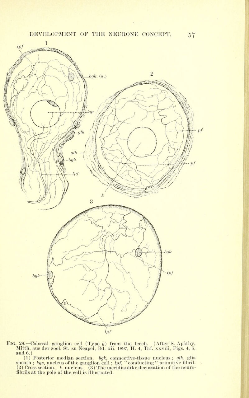 Fig. 28.—Colossal ganglion cell (Type g) from the leech. (After S. Apathy, Mitth. aus der zool. St. zu Neapel, Bd. xii, 1897, H. 4, Taf. xxviii, Figs. 4, 5, and 6.) (1) Posterior median section, bgk, connective-tissue nucleus; glh, glia sheath ; legz, nucleus of the ganglion cell ; Ipf, conducting primitive fibril. (2) Cross section, k, nucleus. (3) The meridianlike decussation of the neuro- fibrils at the pole of the cell is illustrated.