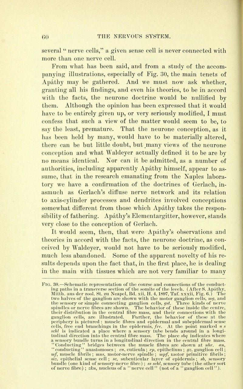 several  nerve cells, a given sense cell is never connected with more than one nerve cell. From what has been said, and from a study of the accom- panying illustrations, especially of Fig. 30, the main tenets of Apathy may be gathered. And we must now ask whether, granting all his findings, and even his theories, to be in accord with the facts, the neurone doctrine would be nullified by them. Although the opinion has been expressed that it would have to be entirely given up, or very seriously modified, I must confess that such a view of the matter would seem to be, to say the least, premature. That the neurone conception, as it has been held by many, would have to be materially altered, there can be but little doubt, but .many views of the neurone conception and what Waldeyer actually defined it to be are by no means identical. Nor can it be admitted, as a number of authorities, including apparently Apathy himself, appear to as- sume, that in the research emanating from the Naples labora- tory we have a confirmation of the doctrines of Gerlach, in- asmuch as Gerlach's diffuse nerve network and its relation to axis-cylinder processes and dendrites involved conceptions somewhat different from those which Apathy takes the respon- sibility of fathering. Apathy's Elementargitter, however, stands very close to the conception of Gerlach. It would seem, then, that were Apathy's observations and theories in accord with the facts, the neurone doctrine, as con- ceived by Waldeyer, would not have to be seriously modified, much less abandoned. Some of the apparent novelty of his re- sults depends upon the fact that, in the first place, he is dealing in the main with tissues which are not very familiar to many Fig. 30.—Schematic representation of the course and connections of the conduct- ing paths in a transverse section of the somite of the leech. (After S. Apathy, Mitth. aus der zool. St. zu Neapel, Bd. xii, H. 4,1897, Taf. xxxii, Fig. 6.) The two halves of the ganglion are shown with the motor ganglion cells, mg, and the sensory or simple connecting ganglion cells, gst. Three kinds of nerve spindles or nerve fibres are shown. The behavior of these inside the centre, their distribution in the central fibre mass, and their connections with the ganglion cells, are illustrated. Further, the behavior of these at the periphery is pictured : muscle fibres and epidermal and subepidermal sense cells, free end branchings in the epidermis, fre. At the point marked u s schl is indicated a place where a sensory tube bends around in a longi- tudinal direction into the central fibre mass. The place sbq indicates where a sensory bundle turns in a longitudinal direction in the central fibre mass. Conducting bridges between the muscle fibres are shown at nbr. an, conducting anastomoses ; cm, cuticula; ep, epithelium ; gz, ganglion cell; mf, muscle fibrils ; mns, motor-nerve spindle; mpf, motor primitive fibrils; siz, epithelial sense cell ; sc, subcuticular layer of epidermis ; sb, sensory bundle (one kind of sensory-nerve fibre) ; ss schl, sensory tube (the other sort of nerve fibre); zkn, nucleus of a nerve cell (not of a ganglion cell).