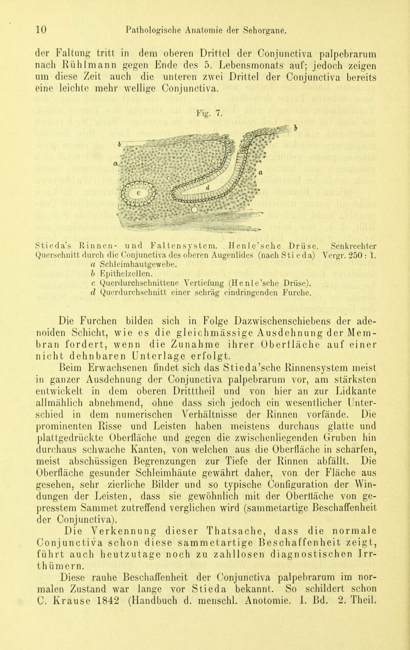 der Faltung tritt in dem oberen Drittel der Conjunctiva palpebrarum nach Rühlmann gegen Ende des 5. Lebensmonats auf; jedoch zeigen um diese Zeit auch die unteren zwei Drittel der Conjunctiva bereits eine leichte mehr wellige Conjunctiva. Fig. 7. a Stieda's Rinnen- und Faltensystem. Henle'sche Drüse. Senkrechter Querschnitt durch die Conjunctiva des oberen Augenlides (nach Sti e da) Vergr. 250 : 1. a Schleimhautgewebe. b Epithelzellen. c Querdurchschnittene Vertiefung (Henle'sche Drüse). d Querdurchschnitt einer schräg eindringenden Furche. Die Furchen bilden sich in Folge Dazwischenschiebens der ade- noiden Schicht, wie es die gleichmässige Ausdehnung der Mem- bran fordert, wenn die Zunahme ihrer Oberfläche auf einer nicht dehnbaren Unterlage erfolgt. Beim Erwachsenen findet sich das Stieda'sche Rinnensystem meist in ganzer Ausdehnung der Conjunctiva palpebrarum vor, am stärksten entwickelt in dem oberen Dritttheil und von hier an zur Lidkante allmählich abnehmend, ohne dass sich jedoch ein wesentlicher Unter- schied in dem numerischen Verhältnisse der Rinnen vorfände. Die prominenten Risse und Leisten haben meistens durchaus glatte und plattgedrückte Oberfläche und gegen die zwischenliegenden Gruben hin durchaus schwache Kanten, von welchen aus die Oberfläche in scharfen, meist abschüssigen Begrenzungen zur Tiefe der Rinnen abfällt. Die Oberfläche gesunder Schleimhäute gewährt daher, von der Fläche aus gesehen, sehr zierliche Bilder und so typische Configuration der Win- dungen der Leisten, dass sie gewöhnlich mit der Oberfläche von ge- presstem Sammet zutreffend verglichen wird (sammetartige Beschaffenheit der Conjunctiva). Die Verkennung dieser Thatsache, dass die normale Conjunctiva schon diese sammetartige Beschaffenheit zeigt, führt auch heutzutage noch zu zahllosen diagnostischen Irr- thümern. Diese rauhe Beschaffenheit der Conjunctiva palpebrarum im nor- malen Zustand war lange vor Stieda bekannt. So schildert schon C. Krause 1842 (Handbuch d. menschl. Anotomie. I. Bd. 2. Theil.
