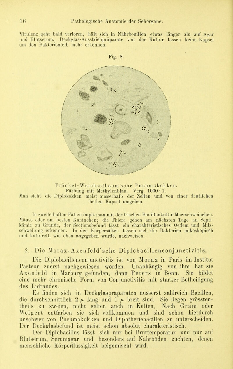 Virulenz geht bald verloren, hält sich in Nährbouillon etwas länger als auf Agar und Blutserum. Deckglas-Ausstrichpräparate von der Kultur lassen keine Kapsel um den Bakterienleib mehr erkennen. Fig. 8. Fränkel-Weich selb aum's che Pneumokokken. Färbung mit Methylenblau. Verg. 1000 : 1. Man sieht die Diplokokken meist ausserhalb der Zellen und von einer deutlichen hellen Kapsel umgeben. In zweifelhaften Fällen impft man mit der frischen Bouillonkultur Meerschweinchen, Mäuse oder am besten Kaninchen; die Thiere gehen am nächsten Tage an Septi- kämie zu Grunde, der Sectionsbefund lässt ein charakteristisches Oedem und Milz- schwellung erkennen. In den Körpersäften lassen sich die Bakterien mikoskopisch und kulturell, wie oben angegeben wurde, nachweisen. 2. Die Morax-Axenfeld'sche Diplobacillenconj uncti vitis. Die Diplobacillenconjunctivitis ist von Morax in Paris im Institut Pasteur zuerst nachgewiesen worden. Unabhängig von ihm hat sie Axenfeld in Marburg gefunden, dann Peters in Bonn. Sie bildet eine mehr chronische Form von Conjunctivitis mit starker Betheiligung des Lidrandes. Es finden sich in Deckglaspräparaten äusserst zahlreich Bacillen, die durchschnittlich 2 fi lang und 1 n breit sind. Sie liegen grössten- teils zu zweien, nicht selten auch in Ketten. Nach Gram oder Weigert entfärben sie sich vollkommen und sind schon hierdurch unschwer von Pneumokokken und Diphtheriebacillen zu unterscheiden. Der Deckglasbefund ist meist schon absolut charakteristisch. Der Diplobacillus lässt sich nur bei Brutteraperatur und nur auf Blutserum, Serumagar und besonders auf Nährböden züchten, denen menschliche Körperflüssigkeit beigemischt wird.