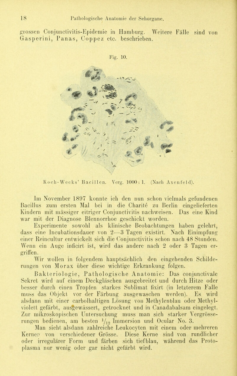 grossen Conjunctivitis-Epidemie in Hamburg. Weitere Fälle sind von Gasperini, Panas, Coppez etc. beschrieben. Fig. 10. 1 r Koch-Weeks' Bacillen. Verg. 1000:1. (Nach Axenfeld). Im November 1897 konnte ich den nun schon vielmals gefundenen Bacillus zum ersten Mal bei in die Charite zu Berlin eingelieferten Kindern mit massiger eitriger Conjunctivitis nachweisen. Das eine Kind war mit der Diagnose Blennorrhoe geschickt worden. Experimente sowohl als klinische Beobachtungen haben gelehrt, dass eine Incubationsdauer von 2—3 Tagen existirt. Nach Einimpfung einer Reincultur entwickelt sich die Conjunctivitis schon nach 48 Stunden. Wenn ein Auge inficirt ist, wird das andere nach 2 oder 3 Tagen er- griffen. Wir wollen in folgendem hauptsächlich den eingehenden Schilde- rungen von Morax über diese wichtige Erkrankung folgen. Bakteriologie, Pathologische Anatomie: Das conjunctivalc Sekret wird auf einem Deckgläschen ausgebreitet und durch Hitze oder besser durch einen Tropfen starkes Sublimat fixirt (in letzterem Falle muss das Objekt vor der Färbung ausgewaschen werden). Es wird alsdann mit einer carbolhaltigen Lösung von Methylenblau oder Methyl- violett gefärbt, ausgewässert, getrocknet und in Canadabalsam eingelegt. Zur mikroskopischen Untersuchung muss man sich starker Vergröße- rungen bedienen, am besten 1/12 Immersion und Ocular No. 3. Man sieht alsdann zahlreiche Leukocyten mit einem oder mehreren Kernen von verschiedener Grösse. Diese Kerne sind von rundlicher oder irregulärer Form und färben sich tiefblau, während das Proto- plasma nur wenig oder gar nicht gefärbt wird.