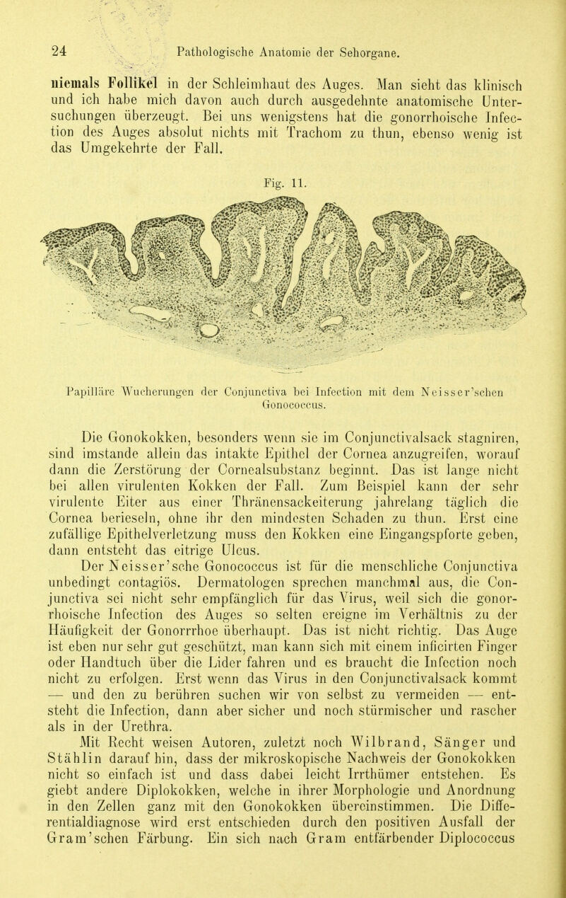 niemals Follikel in der Schleimhaut des Auges. Man sieht das klinisch und ich habe mich davon auch durch ausgedehnte anatomische Unter- suchungen überzeugt. Bei uns wenigstens hat die gonorrhoische Infec- tion des Auges absolut nichts mit Trachom zu thun, ebenso wenig ist das Umgekehrte der Fall. Fig. 11. m HP Papilläre Wucherungen der Conjunctiva hei Infection mit dem N ei ss er'sehen Gonococcus. Die Gonokokken, besonders wenn sie im Conjunctivalsack stagniren, sind imstande allein das intakte Epithel der Cornea anzugreifen, worauf dann die Zerstörung der Cornealsubstanz beginnt. Das ist lange nicht bei allen virulenten Kokken der Fall. Zum Beispiel kann der sehr virulente Eiter aus einer Thränensackeiterung jahrelang täglich die Cornea berieseln, ohne ihr den mindesten Schaden zu thun. Erst eine zufällige Epithelverletzung muss den Kokken eine Eingangspforte geben, dann entsteht das eitrige Ulcus. Der Neisser'sehe Gonococcus ist für die menschliche Conjunctiva unbedingt contagiös. Dermatologen sprechen manchmal aus, die Con- junctiva sei nicht sehr empfänglich für das Virus, weil sich die gonor- rhoische Infection des Auges so selten ereigne im Verhältnis zu der Häufigkeit der Gonorrrhoe überhaupt. Das ist nicht richtig. Das Auge ist eben nur sehr gut geschützt, man kann sich mit einem inficirten Finger oder Handtuch über die Lider fahren und es braucht die Infection noch nicht zu erfolgen. Erst wenn das Virus in den Conjunctivalsack kommt — und den zu berühren suchen wir von selbst zu vermeiden — ent- steht die Infection, dann aber sicher und noch stürmischer und rascher als in der Urethra. Mit Eecht weisen Autoren, zuletzt noch Wilbrand, Sänger und Stählin daraufhin, dass der mikroskopische Nachweis der Gonokokken nicht so einfach ist und dass dabei leicht Irrthümer entstehen. Es giebt andere Diplokokken, welche in ihrer Morphologie und Anordnung in den Zellen ganz mit den Gonokokken übereinstimmen. Die Diffe- rentialdiagnose wird erst entschieden durch den positiven Ausfall der Gram'sehen Färbung. Ein sich nach Gram entfärbender Diplococcus