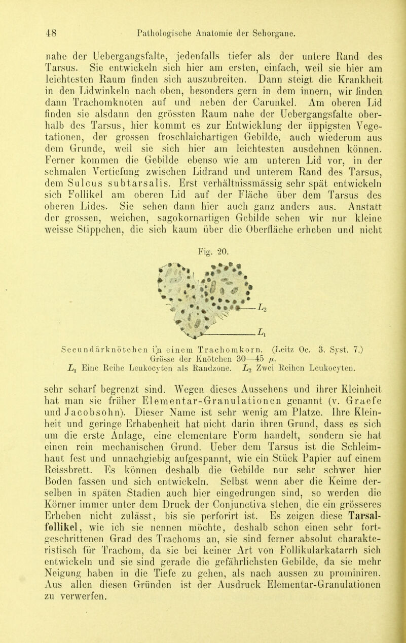 nahe der Uebergangsfalte, jedenfalls tiefer als der untere Rand des Tarsus. Sie entwickeln sich hier am ersten, einfach, weil sie hier am leichtesten Raum finden sich auszubreiten. Dann steigt die Krankheit in den Lidwinkeln nach oben, besonders gern in dem innern, wir finden dann Trachomknoten auf und neben der Carunkel. Am oberen Lid finden sie alsdann den grössten Raum nahe der Uebergangsfalte ober- halb des Tarsus, hier kommt es zur Entwicklung der üppigsten Vege- tationen, der grossen froschlaichartigen Gebilde, auch wiederum aus dem Grunde, weil sie sich hier am leichtesten ausdehnen können. Ferner kommen die Gebilde ebenso wie am unteren Lid vor, in der schmalen Vertiefung zwischen Lidrand und unterem Rand des Tarsus, dem Sulcus subtarsalis. Erst verhältniss massig sehr spät entwickeln sich Follikel am oberen Lid auf der Fläche über dem Tarsus des oberen Lides. Sie sehen dann hier auch ganz anders aus. Anstatt der grossen, weichen, sagokornartigen Gebilde sehen wir nur kleine weisse Stippchen, die sich kaum über die Oberfläche erheben und nicht Fig. 20. fr / •  • Secundärknötchen i'n einem Trachomkorn. (Leitz Oc. 3. Syst. 7.) Grösse der Knötchen 30—45 /ul. Lt Eine Reihe Leukocyten als Randzone. L2 Zwei Reihen Leukocyten. sehr scharf begrenzt sind. Wegen dieses Aussehens und ihrer Kleinheit hat man sie früher Elementar-Granulationcn genannt (v. Graefe und Jacobsöhn). Dieser Name ist sehr wenig am Platze. Ihre Klein- heit und geringe Erhabenheit hat nicht darin ihren Grund, dass es sich um die erste Anlage, eine elementare Form handelt, sondern sie hat einen rein mechanischen Grund. Ueber dem Tarsus ist die Schleim- haut fest und unnachgiebig aufgespannt, wie ein Stück Papier auf einem Reissbrett. Es können deshalb die Gebilde nur sehr schwer hier Boden fassen und sich entwickeln. Selbst wenn aber die Keime der- selben in späten Stadien auch hier eingedrungen sind, so werden die Körner immer unter dem Druck der Conjunctiva stehen, die ein grösseres Erheben nicht zulässt, bis sie perforirt ist. Es zeigen diese Tarsal- follikel, wie ich sie nennen möchte, deshalb schon einen sehr fort- geschrittenen Grad des Trachoms an, sie sind ferner absolut charakte- ristisch für Trachom, da sie bei keiner Art von Follikularkatarrh sich entwickeln und sie sind gerade die gefährlichsten Gebilde, da sie mehr Neigung haben in die Tiefe zu gehen, als nach aussen zu prominiren. Aus allen diesen Gründen ist der Ausdruck Elementar-Granulationen zu verwerfen.