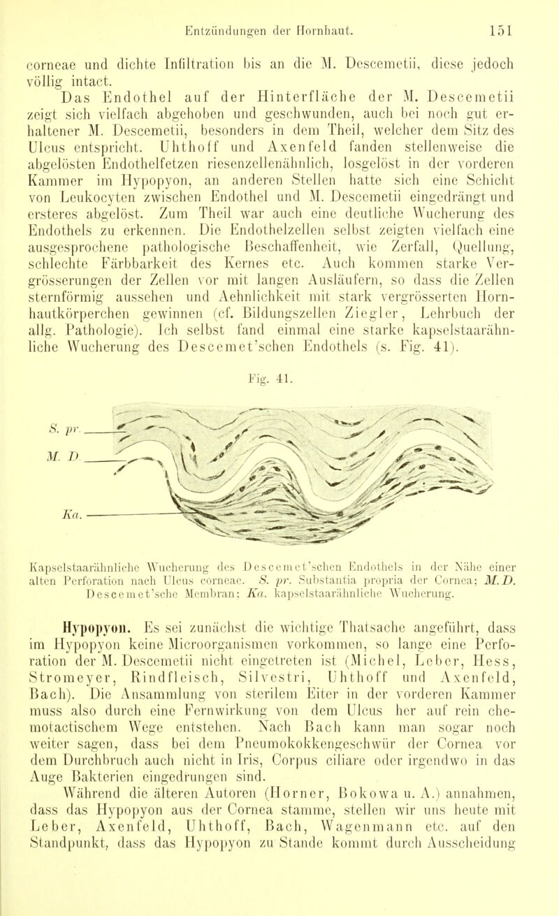 corneae und dichte Infiltration bis an die M. Descemetii, diese jedoch völlig intact. Das Endothel auf der Hinterfläche der M. Descemetii zeigt sich vielfach abgehoben und geschwunden, auch bei noch gut er- haltener M. Descemetii, besonders in dem Theil, welcher dem Sitz des Ulcus entspricht. Uhthoff und Axenfeld fanden stellenweise die abgelösten Endothelfetzen riesenzellenähnlich, losgelöst in der vorderen Kammer im Hypopyon, an anderen Stellen hatte sich eine Schicht von Leukocyten zwischen Endothel und M. Descemetii eingedrängt und ersteres abgelöst. Zum Theil war auch eine deutliche Wucherung des Endothels zu erkennen. Die Endothelzellen selbst zeigten vielfach eine ausgesprochene pathologische Beschaffenheit, wie Zerfall, Quellung, schlechte Färbbarkeit des Kernes etc. Auch kommen starke Ver- grösserungen der Zellen vor mit langen Ausläufern, so dass die Zellen sternförmig aussehen und Aehnlichkeit mit stark vergrösserten Horn- hautkörperchen gewinnen (cf. Bildungszellen Ziegler, Lehrbuch der allg. Pathologie). Ich selbst fand einmal eine starke kapselstaarähn- liche Wucherung des Descemet'sehen Endothels (s. Fig. 41). Fig. 41. Kapselstaarähnliche Wucherung des Descemet'schen Endothels in der Nähe einer alten Perforation nach Ulcus corneae. S. pr. Substantia propria der Cornea: M.D. Descemet'sche Membran; Ka. kapselstaarähnliche Wucherung. Hypopyon. Es sei zunächst die wichtige Thatsache angeführt, dass im Hypopyon keine Microorganismen vorkommen, so lange eine Perfo- ration der M. Descemetii nicht eingetreten ist (Michel, Leber, Hess, Stromeyer, Rindfleisch, Silvestri, Uhthoff und Axenfeld, Bach). Die Ansammlung von sterilem Eiter in der vorderen Kammer muss also durch eine Fernwirkung von dem Ulcus her auf rein che- motactischem Wege entstehen. Nach Bach kann man sogar noch weiter sagen, dass bei dem Pneumokokkengeschwür der Cornea vor dem Durchbruch auch nicht in Iris, Corpus ciliare oder irgendwo in das Auge Bakterien eingedrungen sind. Während die älteren Autoren (Horner, Bokowa u. A.) annahmen, dass das Hypopyon aus der Cornea stamme, stellen wir uns heute mit Leber, Axenfeld, Uhthoff, Bach, Wagenmann etc. auf den Standpunkt, dass das Hypopyon zu Stande kommt durch Ausscheidung