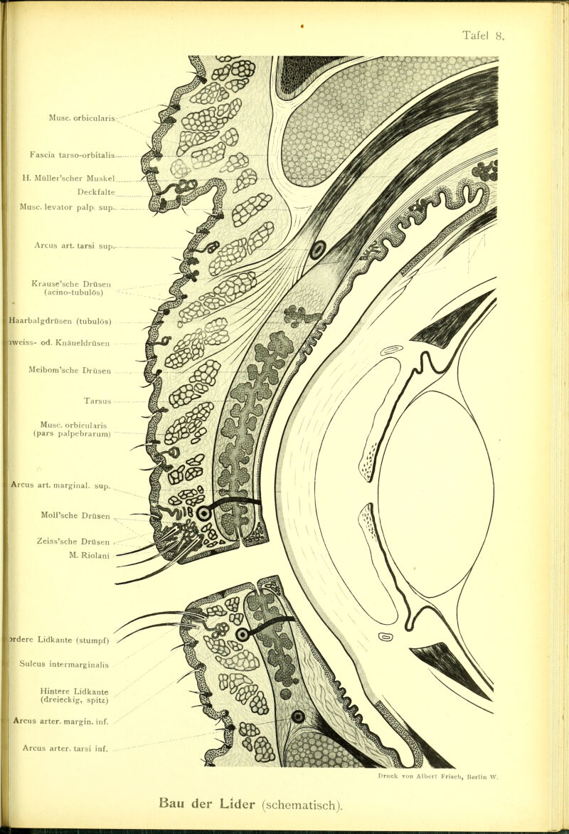 Tafel 8. Muse, orbicularis Fascia tarso-orbitalis H. Müller'scher Muskel Deckfalte Muse, levator palp, sup.. Arcus art. tarsi sup Krause'sche Drüsen (acino-tubulös) Haarbalgdrüsen (tubulös) hweiss- od. Knäueldrüsen Meibom'sche Drüsen Tarsus Muse, orbicularis (pars palpebrarum) Arcus art. marginal, sup. MolPsche Drüsen Zeiss'sche Drüsen M. Riolani 5rdere Lidkante (stumpf) Sulcus intermarginalis Hintere Lidkante (dreieckig, spitz) Arcus arter. margin. inf. Arcus arter. tarsi inf. Druck von Albert Frisch, Berlin W. Bau der Lider (schematisch).