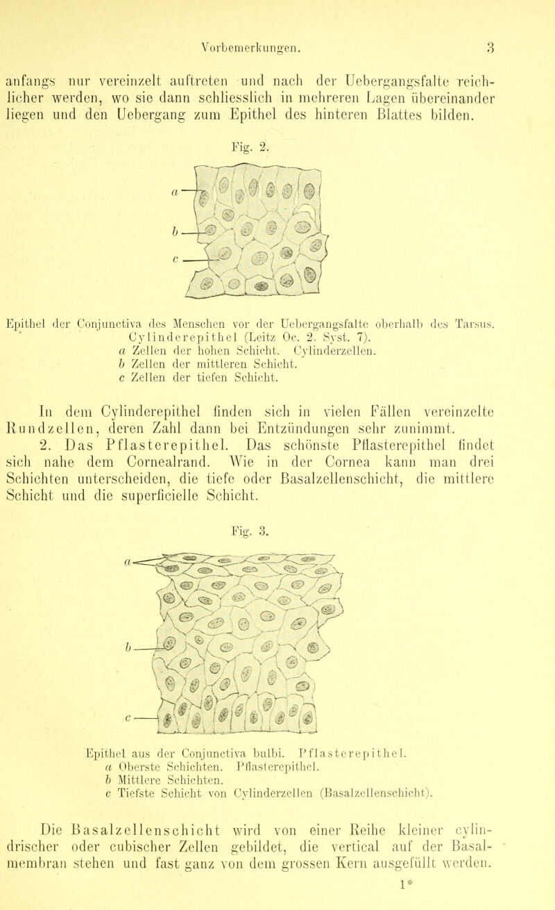 anfangs nur vereinzelt auftreten und nach der Uebergangsfalte Teich- licher werden, wo sie dann schliesslich in mehreren Lagen übereinander liegen und den üebergang zum Epithel des hinteren Blattes bilden. Fig. 2. ; i Epithel der Conjunctiva des Menschen vor der Uebergangsfalte oberhalb des Tarsus. Cyiinderepithel (Leitz Oc. 2. Syst. 7). a Zellen der hohen Schicht. Cylinderzellen. h Zellen der mittleren Schicht. c Zellen der tiefen Schicht. In dem Cylinderepithel finden sich in vielen Fällen vereinzelte Rundzellen, deren Zahl dann bei Entzündungen sehr zunimmt. 2. Das Pflasterepithel. Das schönste Pflasterepithel findet sich nahe dem Cornealrand. Wie in der Cornea kann man drei Schichten unterscheiden, die tiefe oder ßasalzellenschicht, die mittlere Schicht und die superficielle Schicht. Epithel aus der Conjunctiva bulbi. Pflasterepithel. a Oberste Schichten. Pliasterepithel. b Mittlere Schichten. c Tiefste Schicht von Cylinderzellen (Basalzellenschicht). Die Basalzellenschicht wird von einer Reihe kleiner cylin- drischer oder cubischer Zellen gebildet, die vertical auf der Basal- membran stehen und fast ganz von dem grossen Kern ausgefüllt werden. 1*