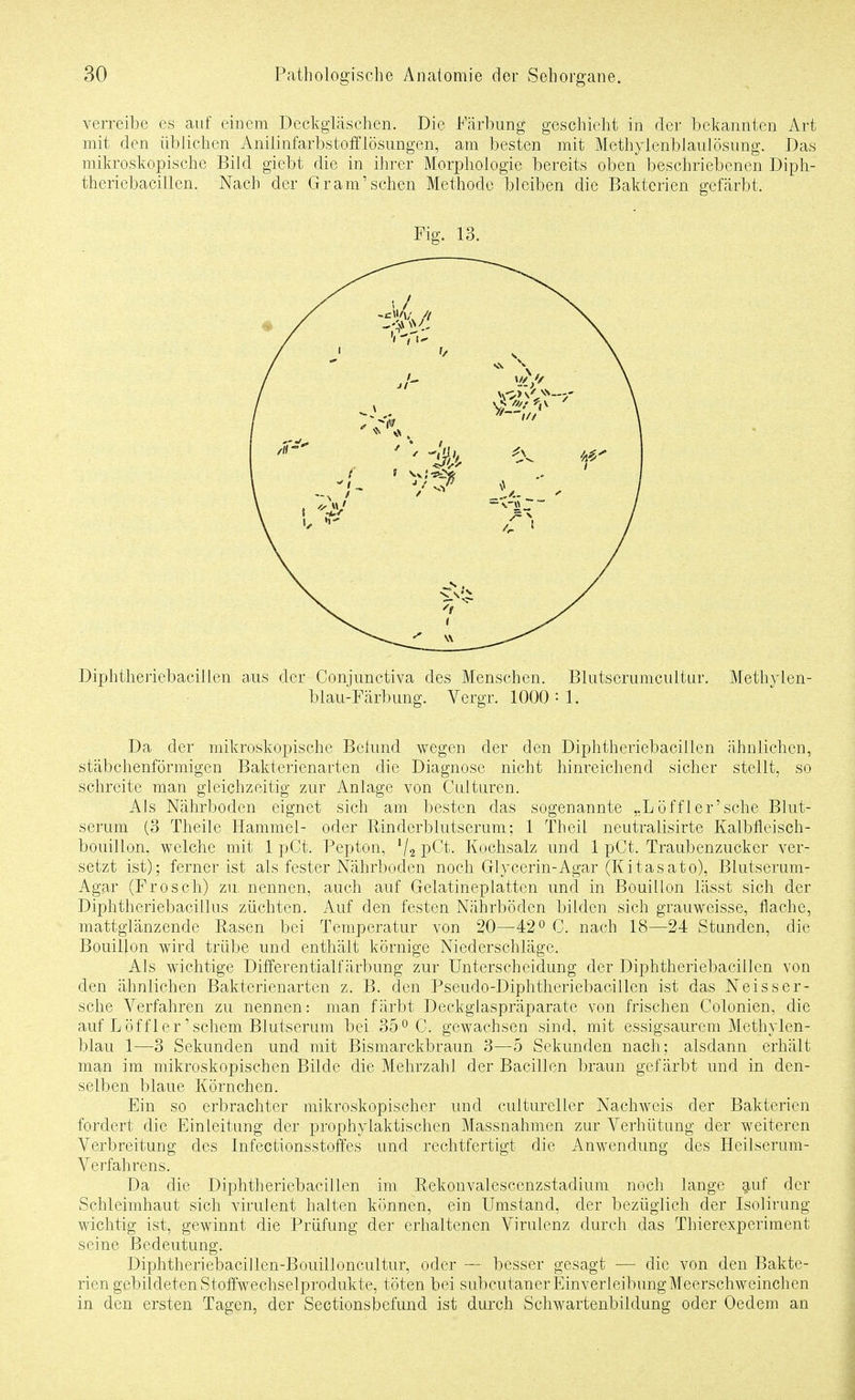 verreibe es auf einem Deckgliischen. Die Fcärbung geschieht in der bekannten Art mit den üblichen Anilinfarbstoiflösungen, am besten mit Methylenblaulösung. Das mikroskopische Bild giebt die in ihrer Morphologie bereits oben beschriebenen Diph- theriebacillen. Nach der Gram'sehen Methode bleiben die Bakterien gefärbt. Fig. 13. Diphtheriebacillen aus der Conjunctiva des Menschen. Blutserumcultur. Methylen- blau-Färbung. Vergr. 1000 = 1. Da der mikroskopische Befund wegen der den Diphtheriebacillen ähnlichen, stäbchenförmigen Bakterienarten die Diagnose nicht hinreichend sicher stellt, so schreite man gleichzeitig zur Anlage von Culturen. Als Nährboden eignet sich am besten das sogenannte ,.Löffler'sche Blut- serum (3 Theile Hammel- oder Rinderblutserum; 1 Theil neutralisirte Kalbfleisch- bouillon, welche mit 1 pCt. Pepton, V2 pCt. Kochsalz und 1 pCt. Traubenzucker ver- setzt ist); ferner ist als fester Nährboden noch Glycerin-Agar (Kitasato), Blutserum- Agar (Frosch) zu. nennen, auch auf Gelatineplatten und in Bouillon lässt sich der Diphtheriebacillus züchten. Auf den festen Nährböden bilden sich grauweisse, flache, mattglänzende Rasen bei Temperatur von 20—42 ^ C. nach 18—24 Stunden, die Bouillon wird trübe und enthält körnige Niederschläge. Als wichtige Differentialfärbung zur Unterscheidung der Diphtheriebacillen von den ähnlichen Bakterienarten z. B. den Pseudo-Diphtheriebacillen ist das Neisser- sehe Verfahren zu nennen: man färbt Deckglaspräparate von frischen Colonien, die auf Löf f 1er'schem Blutserum bei 35^0. gewachsen sind, mit essigsaurem Methylen- blau 1—3 Sekunden und mit Bismarckbraun 3—5 Sekunden nach; alsdann erhält man im mikroskopischen Bilde die Mehrzahl der Bacillen braun gefärbt und in den- selben blaue Körnchen. Ein so erbrachter mikroskopischer und cultureller Nachweis der Bakterien fordert die Einleitung der prophylaktischen Massnahmen zur Verhütung der weiteren Verbreitung des Infectionsstoffes und rechtfertigt die Anwendung des Heilserum- Verfahrens. Da die Diphtheriebacillen im Rekonvalescenzstadiuni noch lange ^uf der Schleimhaut sich virulent halten können, ein Umstand, der bezüglich der Isolirung wichtig ist, gewinnt die Prüfung der erhaltenen Virulenz durch das Thierexperiment seine Bedeutung. Diphtheriebacillen-Bouilloncultur, oder — besser gesagt — die von den Bakte- rien gebildeten Stoffwechselprodukte, töten bei subcutaner Einverleibung Meerschweinchen in den ersten Tagen, der Sectionsbefund ist durch Schwartenbildung oder Oedem an