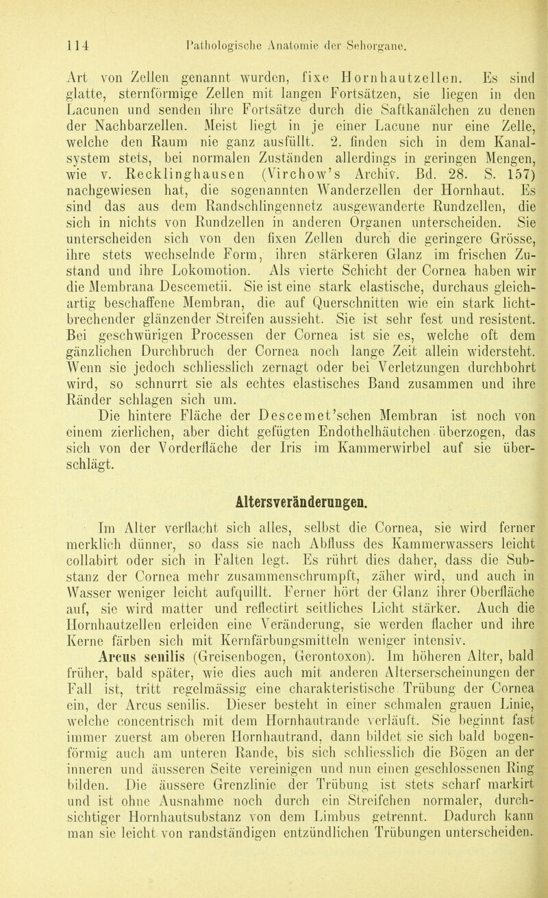 Art von Zellen genannt wurden, fixe Hornhautzellen. Es sind glatte, sternförmige Zellen mit langen Fortsätzen, sie liegen in den Lacunen und senden ihre Fortsätze durch die Saftkanälchen zu denen der Nachbarzellen. Meist liegt in je einer Lacune nur eine Zelle, welche den Raum nie ganz ausfüllt. 2. finden sich in dem Kanal- system stets, bei normalen Zuständen allerdings in geringen Mengen, wie V. Recklinghausen (Virchow's Archiv. Bd. 28. S. 157) nachgewiesen hat, die sogenannten Wanderzellen der Hornhaut. Es sind das aus dem Randschlingennetz ausgewanderte Rundzellen, die sich in nichts von Rundzellen in anderen Organen unterscheiden. Sie unterscheiden sich von den fixen Zellen durch die geringere Grösse, ihre stets wechselnde Form, ihren stärkeren Glanz im frischen Zu- stand und ihre Lokomotion. Als vierte Schicht der Cornea haben wir die Membrana Descemetii. Sie ist eine stark elastische, durchaus gleich- artig beschaffene Membran, die auf Querschnitten wie ein stark licht- brechender glänzender Streifen aussieht. Sie ist sehr fest und resistent. Bei geschwürigen Processen der Cornea ist sie es, welche oft dem gänzlichen Durchbruch der Cornea noch lange Zeit allein widersteht. Wenn sie jedoch schliesslich zernagt oder bei Verletzungen durchbohrt wird, so schnurrt sie als echtes elastisches Band zusammen und ihre Ränder schlagen sich um. Die hintere Fläche der Descemet'sehen Membran ist noch von einem zierlichen, aber dicht gefügten Endothelhäutchen überzogen, das sich von der Vorderfläche der Iris im Kammerwirbel auf sie über- schlägt. Altersveränderungen. Im Alter verflacht sich alles, selbst die Cornea, sie wird ferner merklich dünner, so dass sie nach Abfluss des Kammerwassers leicht collabirt oder sich in Falten legt. Es rührt dies daher, dass die Sub- stanz der Cornea mehr zusammenschrumpft, zäher wird, und auch in Wasser weniger leicht aufquillt. Ferner hört der Glanz ihrer Oberfläche auf, sie wird matter und reflectirt seitliches Licht stärker. Auch die Hornhautzellen erleiden eine Veränderung, sie werden flacher und ihre Kerne färben sich mit Kernfärbungsmitteln weniger intensiv. Arcus senilis (Greisenbogen, Gerontoxon). Im höheren Alter, bald früher, bald später, wie dies auch mit anderen zUterserscheinungen der Fall ist, tritt regelmässig eine charakteristische Trübung der Cornea ein, der Arcus senilis. Dieser besteht in einer schmalen grauen Linie, welche concentrisch mit dem Hornhautrande verläuft. Sie beginnt fast immer zuerst am oberen Hornhautrand, dann bildet sie sich bald bogen- förmig auch am unteren Rande, bis sich schliesslich die Bögen an der inneren und äusseren Seite vereinigen und nun einen geschlossenen Ring bilden. Die äussere Grenzlinie der Trübung ist stets scharf markirt und ist ohne Ausnahme noch durch ein Streifchen normaler, durch- sichtiger Hornhautsubstanz von dem Limbus getrennt. Dadurch kann man sie leicht von randständigen entzündlichen Trübungen unterscheiden.