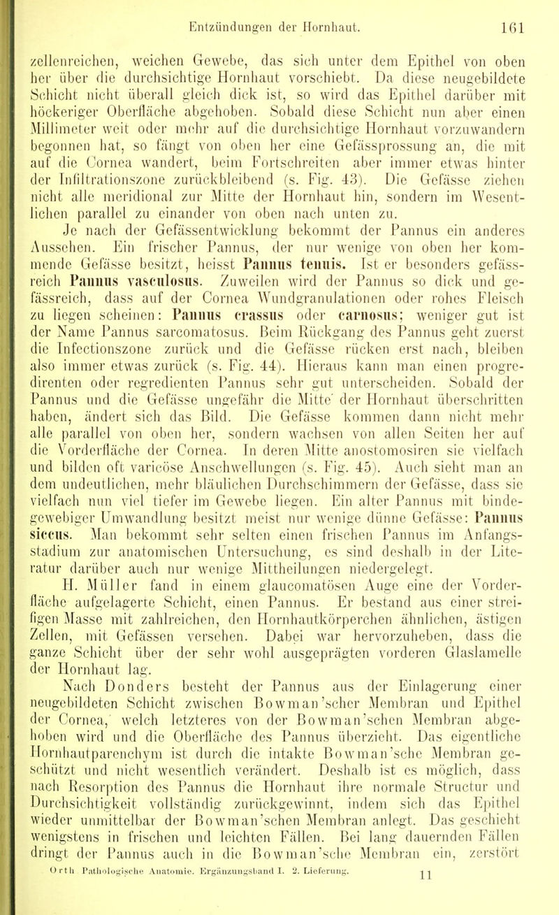 zellenreichen, weichen Gewebe, das sich unter dem Epithel von oben her über die durchsichtige Hornliaut vorschiebt. Da diese neugebildete Schicht nicht überall gleich dick ist, so wird das Epithel darüber mit höckeriger Oberfläche abgehoben. Sobald diese Schicht nun aber einen Millimeter weit oder m(;hr auf die durchsichtige Hornhaut vorzuwandern begonnen hat, so fängt von oben her eine Gefässprossung an, die mit auf die Cornea wandert, beim Fortschreiten aber immer etwas hinter der Infiltrationszone zurückbleibend (s. Fig. 43). Die Gefässe ziehen nicht alle meridional zur Mitte der Hornhaut hin, sondern im Wesent- lichen parallel zu einander von oben nach unten zu. Je nach der Gefässentwicklung bekommt der Pannus ein anderes Aussehen. Ein frischer Pannus, der nur wenige von oben her kom- mende Gefässe besitzt, heisst Pannus tenuis. Ist er besonders gefäss- reich Pannus vasculosus. Zuweilen wird der Pannus so dick und ge- fässreich, dass auf der Cornea Wundgranulationen oder rohes Fleisch zu liegen scheinen: Pannus crassus oder carnosus; weniger gut ist der Name Pannus sarcomatosus. Beim Rückgang des Pannus geht zuerst die Infectionszone zurück und die Gefässe rücken erst nach, bleiben also immer etwas zurück (s. Fig. 44). Hieraus kann man einen progre- direnten oder regredienten Pannus sehr gut unterscheiden. Sobald der Pannus und die Gefässe ungefähr die Mitte' der Hornhaut überschritten haben, ändert sich das Bild. Die Gefässe kommen dann nicht mehr alle parallel von oben her, sondern wachsen von allen Seiten her auf die Vorderfläche der Cornea. In deren Glitte anostomosiren sie vielfach und bilden oft varicöse Anschwellungen (s. Fig. 45). Auch sieht man an dem undeutlichen, mehr bläulichen Durchschimmern der Gefässe, dass sie vielfach nun viel tiefer im Gewebe liegen. Ein alter Pannus mit binde- gewebiger Umwandlung besitzt meist nur wenige dünne Gefässe: Pannus siccus. Man bekommt sehr selten einen frischen Pannus im Anfangs- stadium zur anatomischen Untersuchung, es sind deshalb in der Lite- ratur darüber auch nur wenige Mittheilungen niedergelegt. H. Müller fand in einem glaucomatösen Auge eine der Vorder- fläche aufgelagerte Schicht, einen Pannus. Er bestand aus einer strei- figen Masse mit zahlreichen, den Hornhautkörperchen ähnlichen, ästigen Zellen, mit Gelassen versehen. Dabei war hervorzuheben, dass die ganze Schicht über der sehr wohl ausgeprägten vorderen Glaslamelle der Hornhaut lag. Nach Donders besteht der Pannus aus der Einlagerung einer neugebildeten Schicht zwischen Bowman'scher Membran und Epithel der Cornea,' welch letzteres von der Bowman'sehen Membran abge- hoben wird und die Oberfläche des Pannus überzieht. Das eigentliche Hornhautparenchym ist durch die intakte Bowman'sehe Membran ge- schützt und nicht wesentlich verändert. Deshalb ist es möglich, dass nach Resorption des Pannus die Hornhaut ihre normale Structur und Durchsichtigkeit vollständig zurückgewinnt, indem sich das Epithel wieder unmittelbar der Bowman'sehen Membran anlegt. Das geschieht wenigstens in frischen und leichten Fällen. Bei lang dauernden Fällen dringt der Pannus auch in die Bowman'sehe Membran ein, zerstört Orth Piithologische Anatomie, Ergänzungsband I. 2. Lieferung. -i-i