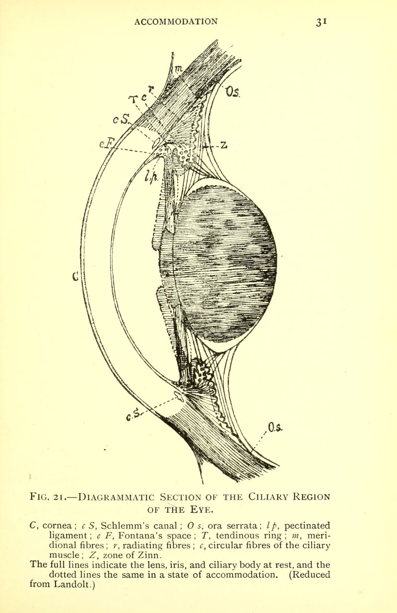 c Fig. 21.—Diagrammatic Section of the Ciliary Region of the Eye. C, cornea; c S, Schlemm's canal ; 0 s, ora serrata; Ip, pectinated ligament; e F, Fontana's space ; T, tendinous ring ; m, meri- dional fibres ; r, radiating fibres ; c, circular fibres of the ciliary muscle; Z, zone of Zinn. The full lines indicate the lens, iris, and ciliary body at rest, and the dotted lines the same in a state of accommodation. (Reduced from Landolt.)