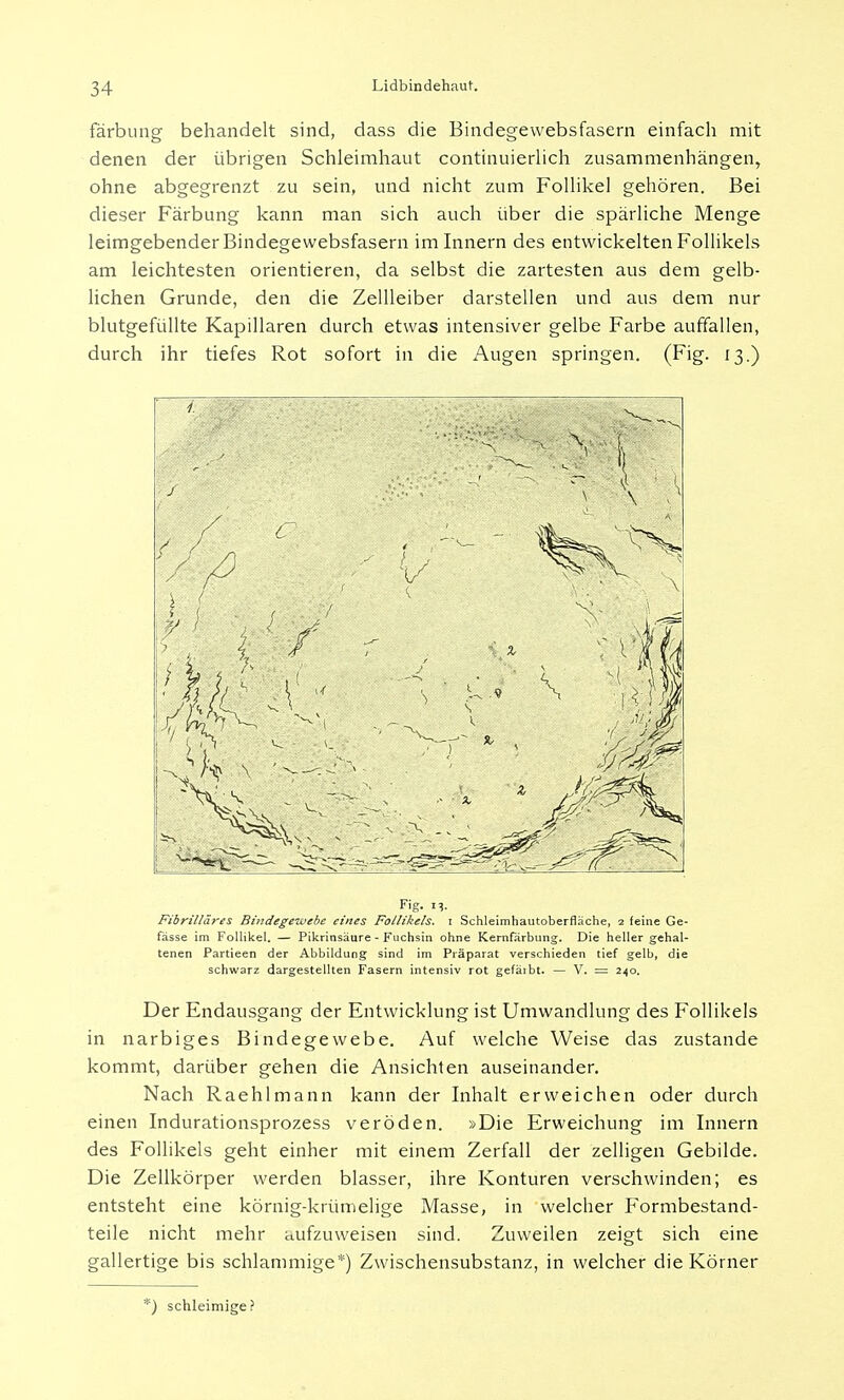 färbung behandelt sind, dass die Bindegewebsfasern einfach mit denen der übrigen Schleimhaut continuierlich zusammenhängen, ohne abgegrenzt zu sein, und nicht zum Follikel gehören. Bei dieser Färbung kann man sich auch über die spärliche Menge leimgebender Bindegewebsfasern im Innern des entwickelten Follikels am leichtesten orientieren, da selbst die zartesten aus dem gelb- lichen Grunde, den die Zellleiber darstellen und aus dem nur blutgefüllte Kapillaren durch etwas intensiver gelbe Farbe auffallen, durch ihr tiefes Rot sofort in die Augen springen. (Fig. 13.) Fig. itj. Fibrilläres Bindegewebe eines Follikels, i Schleimhautoberfläche, 2 feine Ge- fässe im Follikel. — Pikrinsäure - Fuchsin ohne Kernfärbung. Die heller gehal- tenen Partieen der Abbildung sind im Präparat verschieden tief gelb, die schwarz dargestellten Fasern intensiv rot gefäibt. — V. = 240. Der Endausgang der Entwicklung ist Umwandlung des Follikels in narbiges Bindegewebe. Auf welche Weise das zustande kommt, darüber gehen die Ansichten auseinander. Nach Raehlmann kann der Inhalt erweichen oder durch einen Indurationsprozess veröden. »Die Erweichung im Innern des Follikels geht einher mit einem Zerfall der zelligen Gebilde. Die Zellkörper werden blasser, ihre Konturen verschwinden; es entsteht eine körnig-krümelige Masse, in welcher Formbestand- teile nicht mehr aufzuweisen sind. Zuweilen zeigt sich eine gallertige bis schlammige*) Zwischensubstanz, in welcher die Körner *) schleimige?