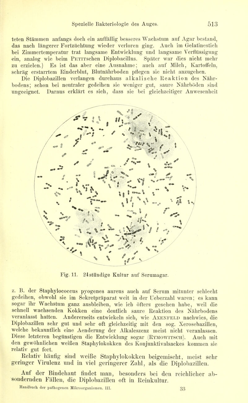 teten Stämmen anfangs doch ein auffällig besseres Wachstum auf Agar bestand, das nach längerer Fortzüchtung wieder verloren ging. Auch im Gelatinestich bei Zimmertemperatur trat langsame Entwicklung und langsame Verflüssigung ein, analog wie beim PETiTSchen Diplobacillus. Später war dies nicht mehr zu erzielen.) Es ist das aber eine Ausnahme; auch auf Milch, Kartoffeln, schräg erstarrtem Rinderblut, Blutnährboden pflegen sie nicht anzugehen. Die Diplobazillen verlangen durchaus alkalische Reaktion des Nähr- bodens; schon bei neutraler gedeihen sie weniger gut, saure Nährböden sind ungeeignet. Daraus erklärt es sich, dass sie bei gleichzeitiger Anwesenheit Fig. 11. 24 stündige Kultur auf Serumagar. z. B. der Staphylococcus pyogenes aureus auch auf Serum mitunter schlecht gedeihen, obwohl sie im Sekretpräparat weit in der Ueberzahl waren; es kann sogar ihr Wachstum ganz ausbleiben, wie ich öfters gesehen habe, weil die schnell wachsenden Kokken eine deutlich saure Reaktion des Nährbodens veranlasst hatten. Andererseits entwickeln sich, wie Axenfeld nachwies, die Diplobazillen sehr gut und sehr oft gleichzeitig mit den sog. Xerosebazillen, welche bekanntlich eine Aenderung der Alkaleszenz meist nicht veranlassen. Diese letzteren begünstigen die Entwicklung sogar (Rymowitsch). Auch mit den gewöhnlichen weißen Staphylokokken des Konjunktivalsackes kommen sie relativ gut fort. Relativ häufig sind weiße Staphylokokken beigemischt, meist Sehl- geringer Virulenz und in viel geringerer Zahl, als die Diplobazillen. Auf der Bindehaut findet man, besonders bei den reichlicher ab- sondernden Fällen, die Diplobazillen oft in Reinkultur. Handbucli der pathogeneu Mikroorg-auisraen. III. 33