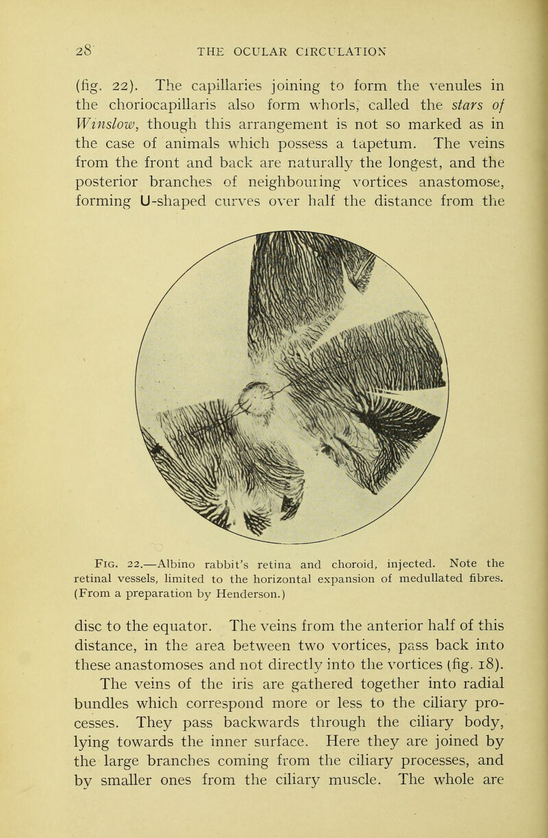 (fig. 22). The capillaries joining to form the venules in the choriocapillaris also form whorls, called the stars of W.tnslow, though this arrangement is not so marked as in the case of animals which possess a tapetum. The veins from the front and back are naturally the longest, and the posterior branches of neighbouring vortices anastomose, forming U-shaped curves over half the distance from the Fig. 22.—Albino rabbit's retina and choroid, injected. Note the retinal vessels, limited to the horizontal expansion of medullated fibres. (From a preparation by Henderson.) disc to the equator. The veins from the anterior half of this distance, in the area between two vortices, pass back into these anastomoses and not directly into the vortices (fig. 18). The veins of the iris are gathered together into radial bundles which correspond more or less to the ciliary pro- cesses. They pass backwards through the ciliary body, lying towards the inner surface. Here they are joined by the large branches coming from the ciliary processes, and by smaller ones from the ciliary muscle. The whole are