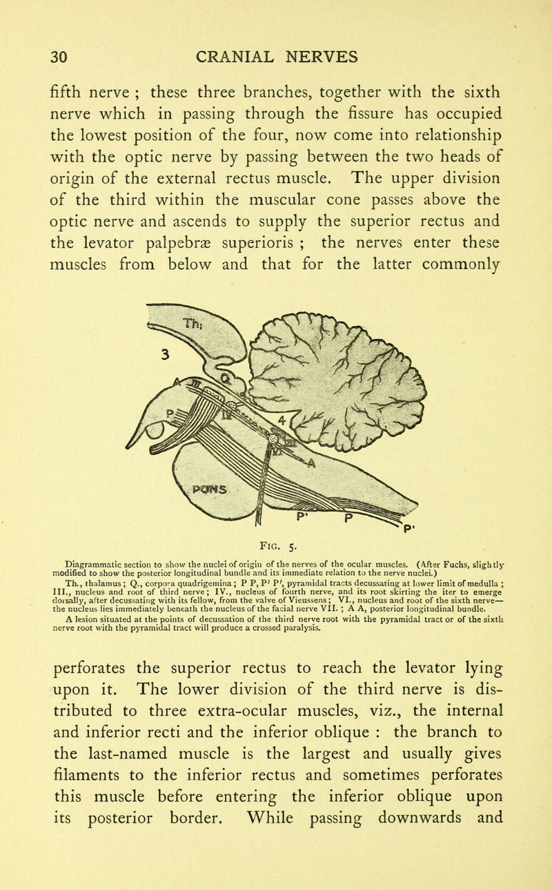 fifth nerve ; these three branches, together with the sixth nerve which in passing through the fissure has occupied the lowest position of the four, now come into relationship with the optic nerve by passing between the two heads of origin of the external rectus muscle. The upper division of the third within the muscular cone passes above the optic nerve and ascends to supply the superior rectus and the levator palpebrae superioris ; the nerves enter these muscles from below and that for the latter commonly Fig. 5. Diagrammatic section to show the nuclei of origin of the nerves of the_ ocular muscles. (After Fuchs, slightly modified to show the posterior longitudinal bundle and its immediate relation to the nerve nuclei.) Th., thalamus ; Q., corpora quadrigemina ; P P, P' P', pyramidal tracts decussating at lower limit of medulla ; III., nucleus and root of third nerve; IV., nucleus of fourth nerve, and its root skirting the iter to emerge doisally, after decussating with its fellow, from the valve of Vieussens ; VI., nucleus and root of the sixth nerve— the nucleus lies immediately beneath the nucleus of the facial nerve VII. A A, posterior longitudinal bundle. A lesion situated at the points of decussation of the third nerve root with the pyramidal tract or of the sixth nerve root with the pyramidal tract will produce a crossed paralysis. perforates the superior rectus to reach the levator lying upon it. The lower division of the third nerve is dis- tributed to three extra-ocular muscles, viz., the internal and inferior recti and the inferior oblique : the branch to the last-named muscle is the largest and usually gives filaments to the inferior rectus and sometimes perforates this muscle before entering the inferior oblique upon its posterior border. While passing downwards and