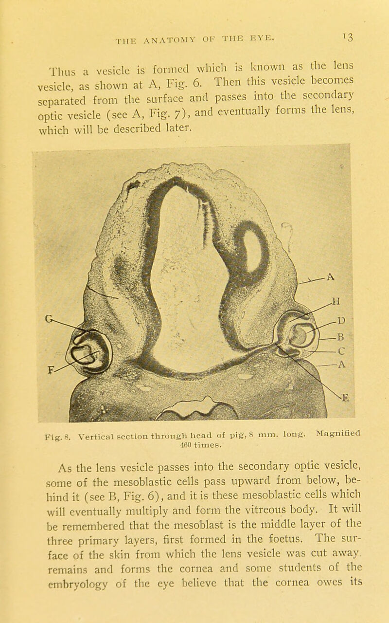 Thus a vesicle is formed which is known as the lens vesicle, as shown at A, Fig. 6. Then this vesicle becomes separated from the surface and passes into the secondary optic vesicle (see A, Fig. 7). and eventually forms the lens, which will be described later. Fig. 8. Vertical section through head of pig, 8 mm. long. Magnified 460 times. As the lens vesicle passes into the secondary optic vesicle, some of the mesoblastic cells pass upward from below, be- hind it (see B, Fig. 6), and it is these mesoblastic cells which will eventually multiply and form the vitreous body. It will be remembered that the mesoblast is the middle layer of the three primary layers, first formed in the foetus. The sur- face of the skin from which the lens vesicle was cut away, remains and forms the cornea and some students of the embryology of the eye believe that the cornea owes its