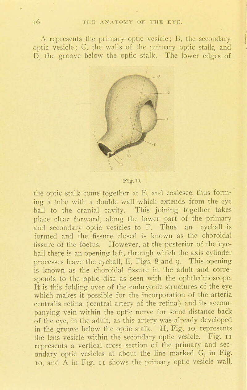 A rcproscnls the primary optic vesicle; B, tlie secondary optic vesicle; C, the walls of the primary optic stalk, and D, the groove below the optic stalk. The lower edges of Fig. 10. the optic stalk come together at E. and coalesce, thus form- ing a tube with a double wall which extends from the eye .ball to the cranial cavity. This joining together takes place clear forward, along the lower part of the primary and secondary optic vesicles to F. Thus an eyeball is formed and the fissure closed is known as the choroidal fissure of the foetus. However, at the posterior of the eye- ball there is an opening left, through which die axis cylinder processes leave the eyeball, E, Figs. 8 and 9. This opening is known as the choroidal fissure in the adult and corre- sponds to the optic disc as seen with the ophthalmoscope. It is this folding over of the embryonic structures of the eye which makes it possible for the incorporation of the arteria centralis retina (central artery of the retina) and its accom- panying vein within the optic nerve for some distance back of the eye, in the adult, as this artery was already developed in the groove below the optic stalk. H, Fig. 10, represents the lens vesicle within the secondary optic vesicle. Fig. 11 represents a vertical cross section of the primary and sec- ondary optic vesicles at about the line marked G, in Fig. 10, and A in Fig. il shows the primary optic vesicle wall.