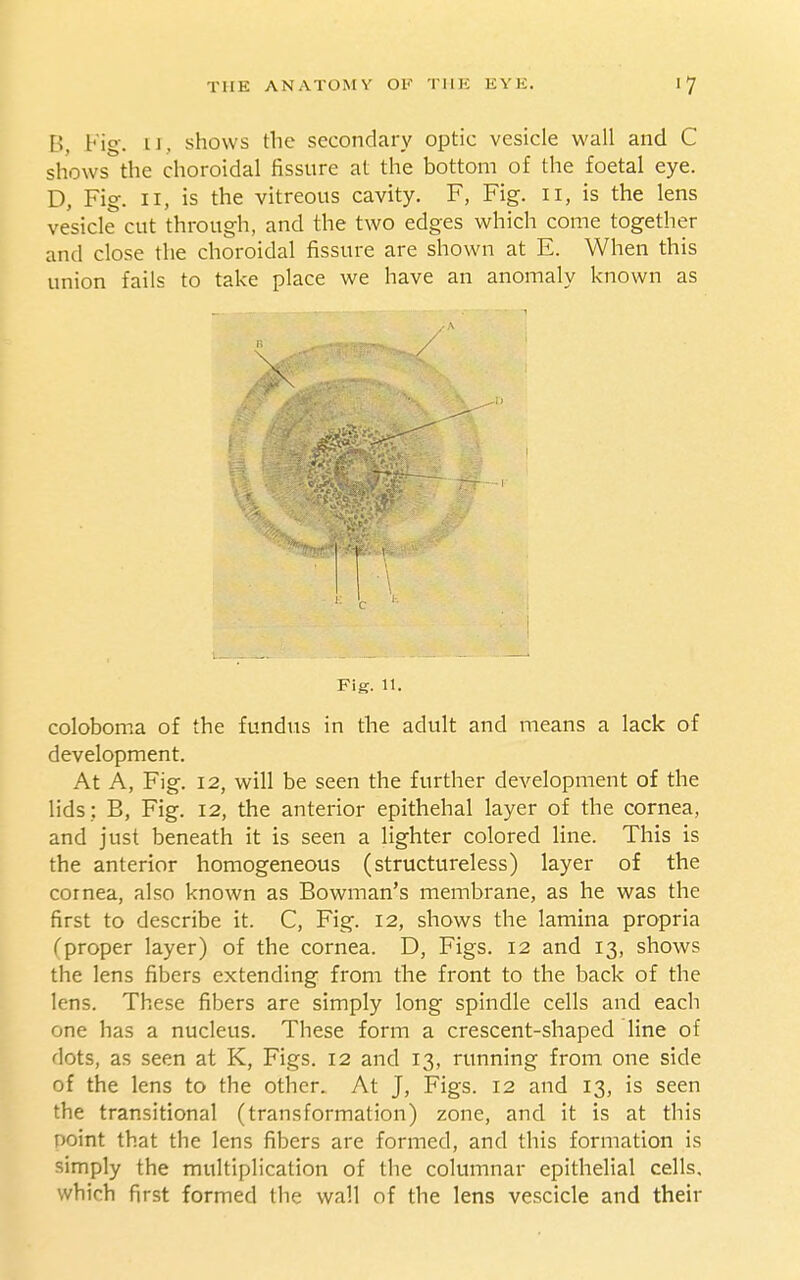 B, Fig. u, shows the secondary optic vesicle wall and C shows the choroidal fissure at the bottom of the foetal eye. D, Fig. II, is the vitreous cavity. F, Fig. ii, is the lens vesicle cut through, and the two edges which come together and close the choroidal fissure are shown at E. When this union fails to take place we have an anomaly known as n Fig. 11, coloboma of the fundus in the adult and means a lack of development. At A, Fig. 12, will be seen the further development of the lids ; B, Fig. 12, the anterior epithehal layer of the cornea, and just beneath it is seen a lighter colored line. This is the anterior homogeneous (structureless) layer of the cornea, also known as Bowman's membrane, as he was the first to describe it. C, Fig. 12, shows the lamina propria (proper layer) of the cornea. D, Figs. 12 and 13, shows the lens fibers extending from the front to the back of the lens. These fibers are simply long spindle cells and each one has a nucleus. These form a crescent-shaped line of dots, as seen at K, Figs. 12 and 13, running from one side of the lens to the other. At J, Figs. 12 and 13, is seen the transitional (transformation) zone, and it is at this point that the lens fibers are formed, and this formation is simply the multiplication of the columnar epithelial cells, which first formed the wall of the lens vescicle and their