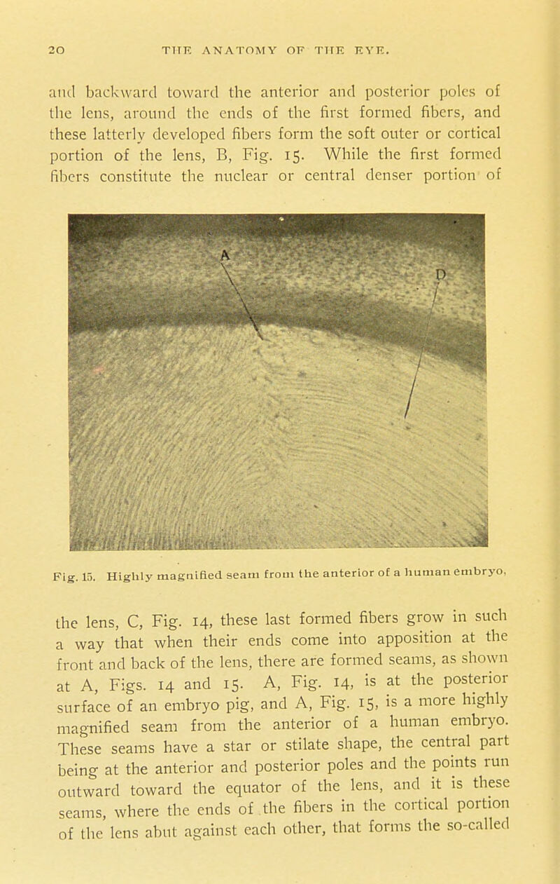 and backward toward the anterior and posterior poles of the lens, around the ends of the first formed fibers, and these latterly developed fibers form the soft outer or cortical portion of the lens, B, Fig. 15. While the first formed fibers constitute the nuclear or central denser portion of Fig. 15. Highly magniaed seam from the anterior of a human embryo, the lens, C, Fig. 14, these last formed fibers grow in such a way that when their ends come into apposition at the front and back of the lens, there are formed seams, as shown at A, Figs. 14 and 15. A, Fig. 14, is at the posterior surface of an embryo pig, and A, Fig. 15, is a more highly magnified seam from the anterior of a human embryo. These seams have a star or stilate shape, the central part being at the anterior and posterior poles and the points run outward toward the equator of the lens, and it is these seams, where the ends of the fibers in the cortical portion of the lens abut against each other, that forms the so-called