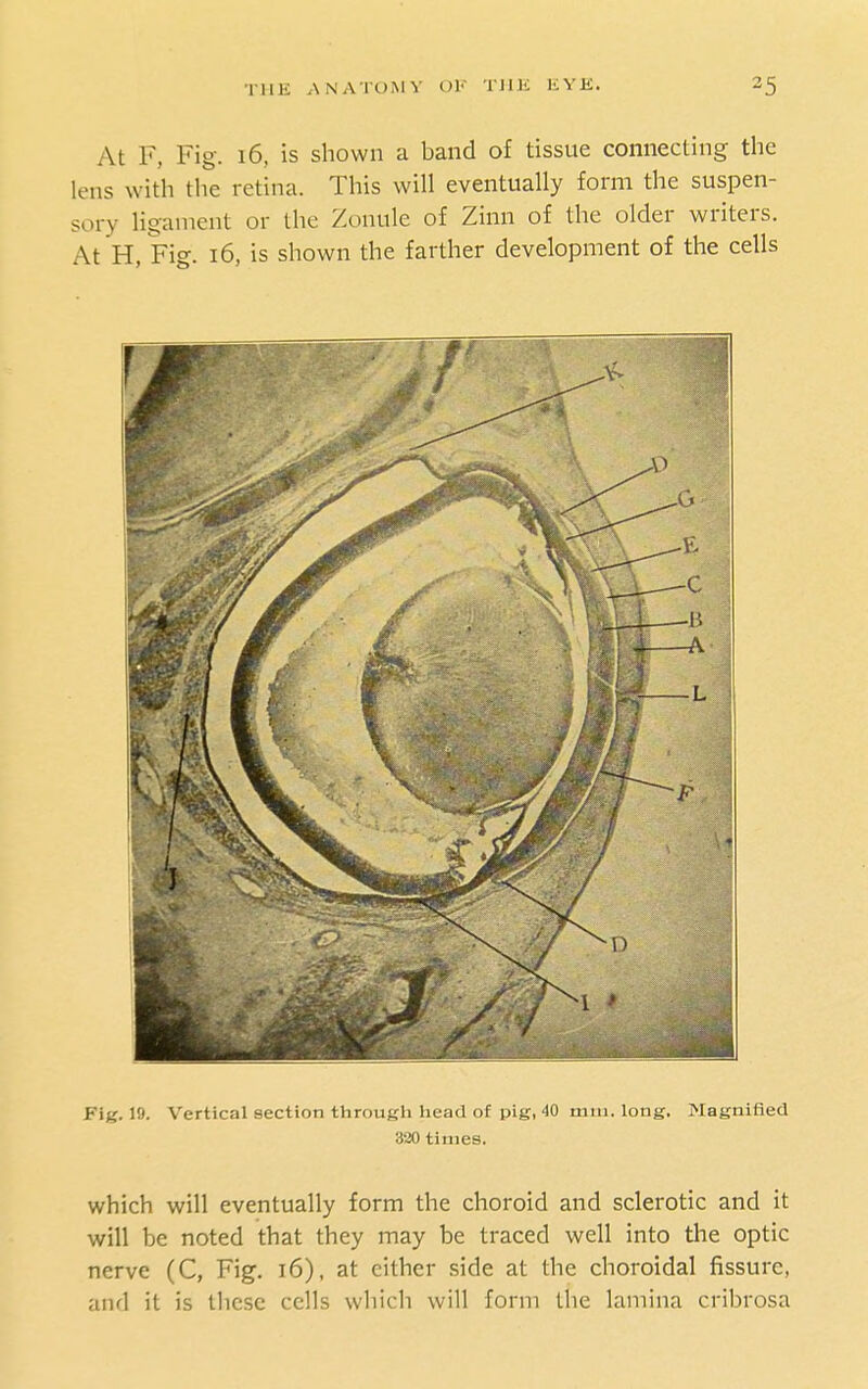 At F, Fig. 16, is shown a band of tissue connecting the lens with the retina. This will eventually form the suspen- sory ligament or the Zonule of Zinn of the older writers. At H, Fig. 16, is shown the farther development of the cells Fig. 19. Vertical section through head of pig, 40 mm. long. Magnified 320 times. which will eventually form the choroid and sclerotic and it will be noted that they may be traced well into the optic nerve (C, Fig. i6), at either side at the choroidal fissure, and it is these cells which will form the lamina cribrosa