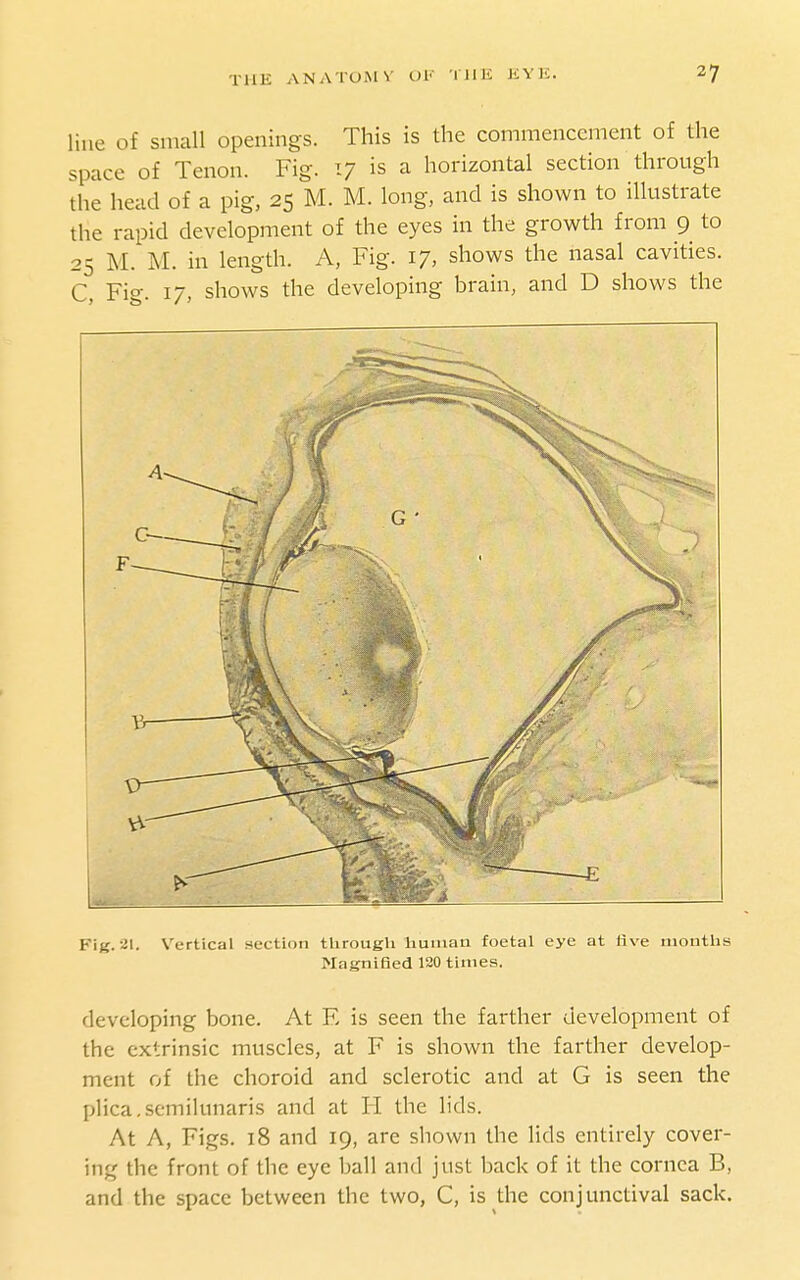 line of small openings. This is the commencement of the space of Tenon. Fig. 17 is a horizontal section through the head of a pig, 25 M. M. long, and is shown to illustrate the rapid development of the eyes in the growth from 9 to 25 M. M. in length. A, Fig. 17, shows the nasal cavities. C, Fig. 17, shows the developing brain, and D shows the Fig. 21. Vertical section through human foetal eye at live months Magnified 120 times. developing bone. At E is seen the farther development of the extrinsic muscles, at F is shown the farther develop- ment of the choroid and sclerotic and at G is seen the plica,semilunaris and at H the lids. At A, Figs. i8 and 19, are shown the lids entirely cover- ing the front of tlie eye ball and just back of it the cornea B, and the space between the two, C, is the conjunctival sack.