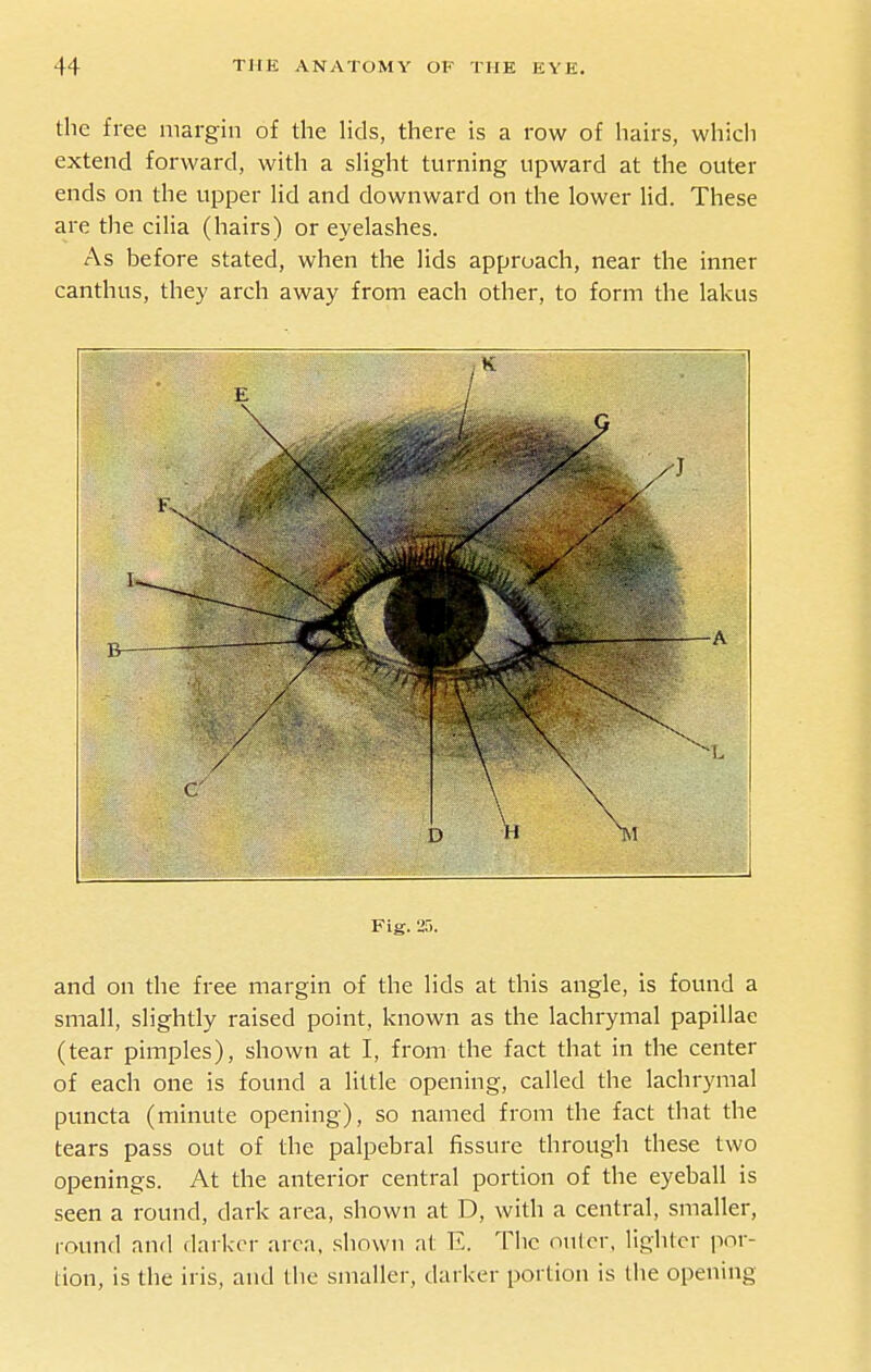 the free margin of the Hds, there is a row of hairs, which extend forward, with a shght turning upward at the outer ends on the upper Hd and downward on the lower lid. These are tlie cilia (hairs) or eyelashes. As before stated, when the lids approach, near the inner canthus, they arch away from each other, to form the lakus Fig. 25. and on the free margin of the lids at this angle, is found a small, slightly raised point, known as the lachrymal papillae (tear pimples), shown at I, from the fact that in the center of each one is found a little opening, called the lachrymal puncta (minute opening), so named from the fact that the tears pass out of the palpebral fissure through these two openings. At the anterior central portion of the eyeball is seen a round, dark area, shown at D, with a central, smaller, round and darker area, shown at E. Tiic oulor, lighlcr por- tion, is the iris, and the smaller, darker portion is the opening