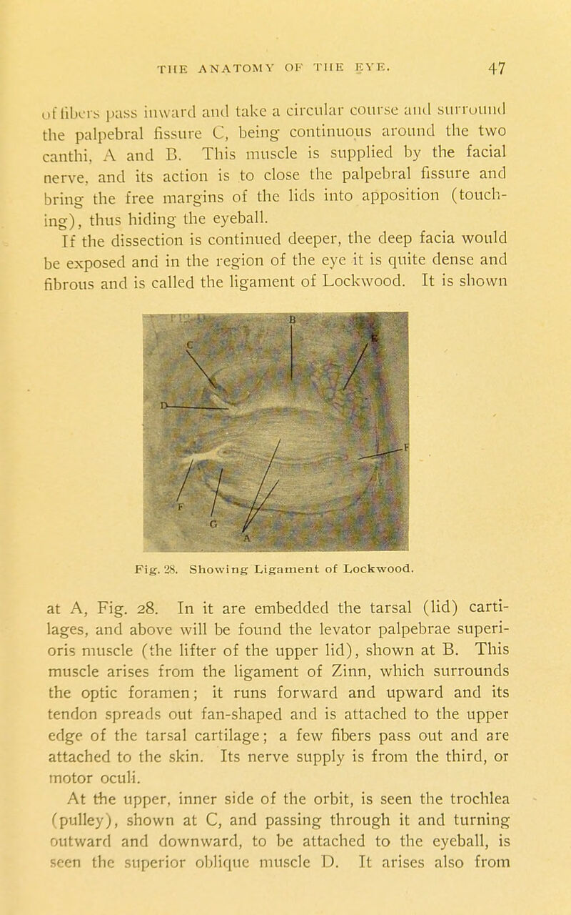 of libers pass inward and take a circular course autl surruuiid the palpebral fissure C, being continuous around the two canthi, A and B. This muscle is supplied by the facial nerve, and its action is to close the palpebral fissure and bring the free margins of the lids into apposition (touch- ing), thus hiding the eyeball. If the dissection is continued deeper, the deep facia would be exposed and in the region of the eye it is quite dense and fibrous and is called the Hgament of Lockwood. It is shown m \ \ D // / 'r. / Fig. 28. Showing Ligament of Lockwood at A, Fig. 28. In it are embedded the tarsal (lid) carti- lages, and above will be found the levator palpebrae superi- oris muscle (the lifter of the upper lid), shown at B. This muscle arises from the ligament of Zinn, which surrounds the optic foramen; it runs forward and tipward and its tendon spreads out fan-shaped and is attached to the upper edge of the tarsal cartilage; a few fibers pass out and are attached to the skin. Its nerve supply is from the third, or motor oculi. At the upper, inner side of the orbit, is seen the trochlea (pulley), shown at C, and passing through it and turning outward and downward, to be attached to the eyeball, is seen the superior oblique muscle D. It arises also from