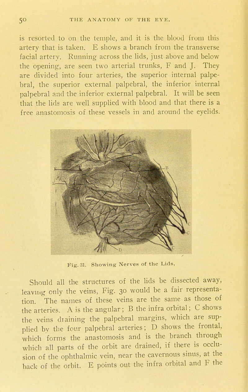 5° is resorted to on the temple, and it is tlie blood from this artery that is taken. E shows a branch from the transverse facial artery. Running across the lids, just above and below the opening, are seen two arterial trunks, F and J. They are divided into four arteries, the superior internal palpe- bral, the superior external palpebral, the inferior internal palpebral and the inferior external palpebral. It will be seen that the lids are well supplied with blood and that there is a free anastomosis of these vessels in and around the eyelids. Fig. 31. Showing Nerves of tlie Lids, Should all the structures of the lids be dissected away, leavuig only the veins, Fig. 30 would be a fair representa- tion. The names of these veins are the same as those of the arteries. A is the angular; B the infra orbital; C shows the veins draining the palpebral margins, which are sup- plied bv the four palpebral arteries; D shows the frontal, which forms the anastomosis and is the branch through which all parts of the orbit are drained, if there is occlu- sion of the ophthalmic vein, near the cavernous sinus, at the back of the orbit. E points out the infra orbital and F the