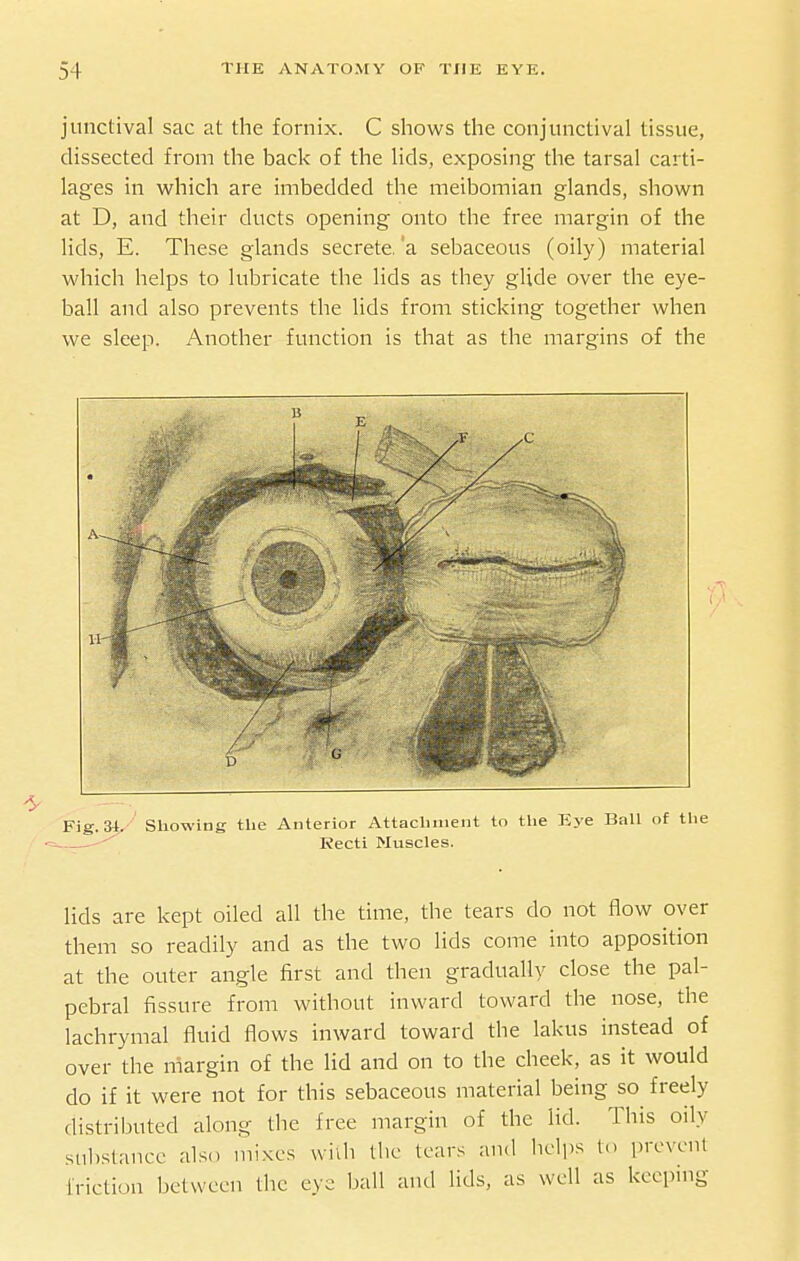 junctival sac at the fornix. C shows the conjunctival tissue, dissected from the bacl< of the Hds, exposing the tarsal carti- lages in which are imbedded the meibomian glands, shown at D, and their ducts opening onto the free margin of the lids, E. These glands secrete.'a sebaceous (oily) material which helps to lubricate the lids as they glide over the eye- ball and also prevents the lids from sticking together when we sleep. Another function is that as the margins of the lids are kept oiled all the time, the tears do not flow oyer them so readily and as the two lids come into apposition at the outer angle first and then gradually close the pal- pebral fissure from without inward toward the nose, the lachrymal fluid flows inward toward the lakus instead of over the margin of the lid and on to the cheek, as it would do if it were not for this sebaceous material being so freely distributed along the free margin of the lid. This oily substance also mixes vviih the tears and licli)s to prevent friction between the eye ball and lids, as well as keeping