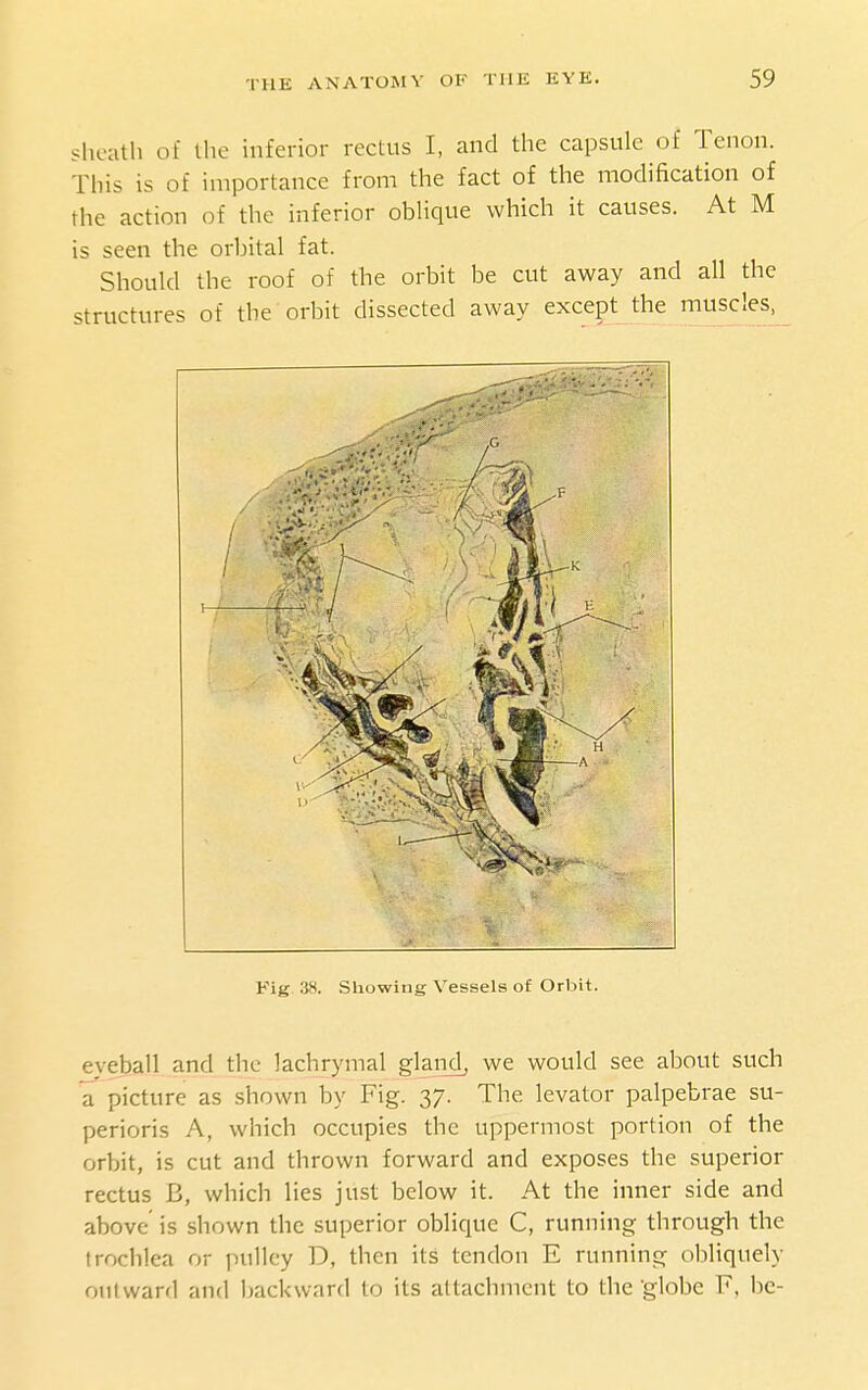 sheath of the inferior rectus I, and the capsule of Tenon. This is of importance from the fact of the modification of the action of the inferior obHque which it causes. At M is seen the orbital fat. Should the roof of the orbit be cut away and all the structures of the orbit dissected away except the muscles, Fig. 38. Showing Vessels of Orbit. eveball and the lachrymal gland, we would see about such a picture as shown by Fig. 37. The levator palpebrae su- perioris A, which occupies the uppermost portion of the orbit, is cut and thrown forward and exposes the superior rectus B, which lies just below it. At the inner side and above is shown the superior oblique C, running through the trochlea or jnillcy D, then its tendon E running obliquely outward and backward to its attachment to the globe F, be-