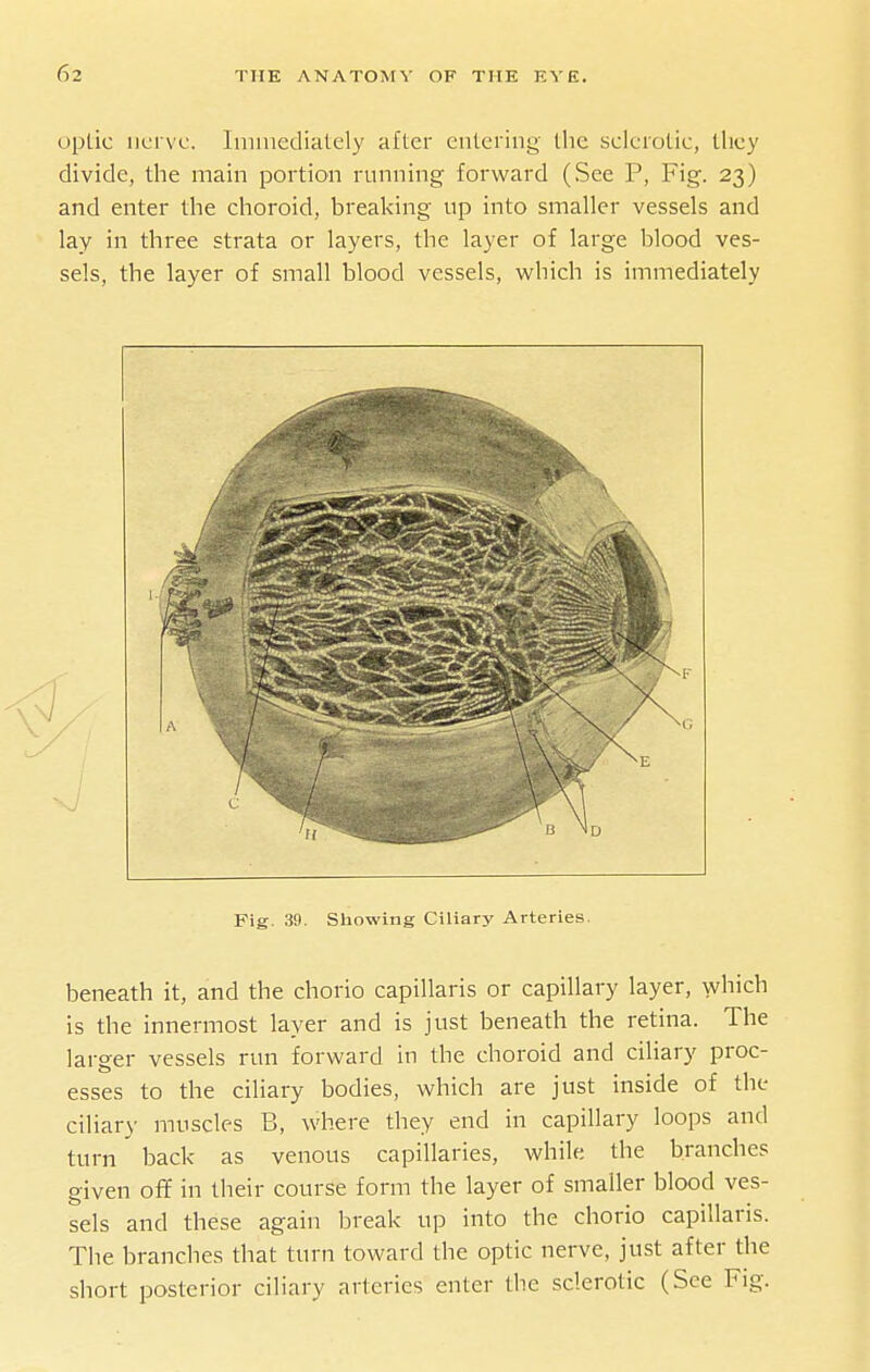 Optic ucrvc. Iminediately after entering tlie sclerotic, tlicy divide, the main portion running forward (See P, Fig. 23) and enter tlie clioroid, breaking up into smaller vessels and lay in three strata or layers, the layer of large blood ves- sels, the layer of small blood vessels, which is immediately Fig. 39. Showing Ciliary Arteries. beneath it, and the chorio capillaris or capillary layer, which is the innermost layer and is just beneath the retina. The larger vessels run forward in the choroid and ciliary proc- esses to the ciliary bodies, which are just inside of the ciliar}- muscles B, where they end in capillary loops and turn back as venous capillaries, while the branches given off in their course form the layer of smaller blood ves- sels and these again break up into the chorio capillaris. The branches that turn toward the optic nerve, just after the short posterior ciliary arteries enter the sclerotic (See Fig.