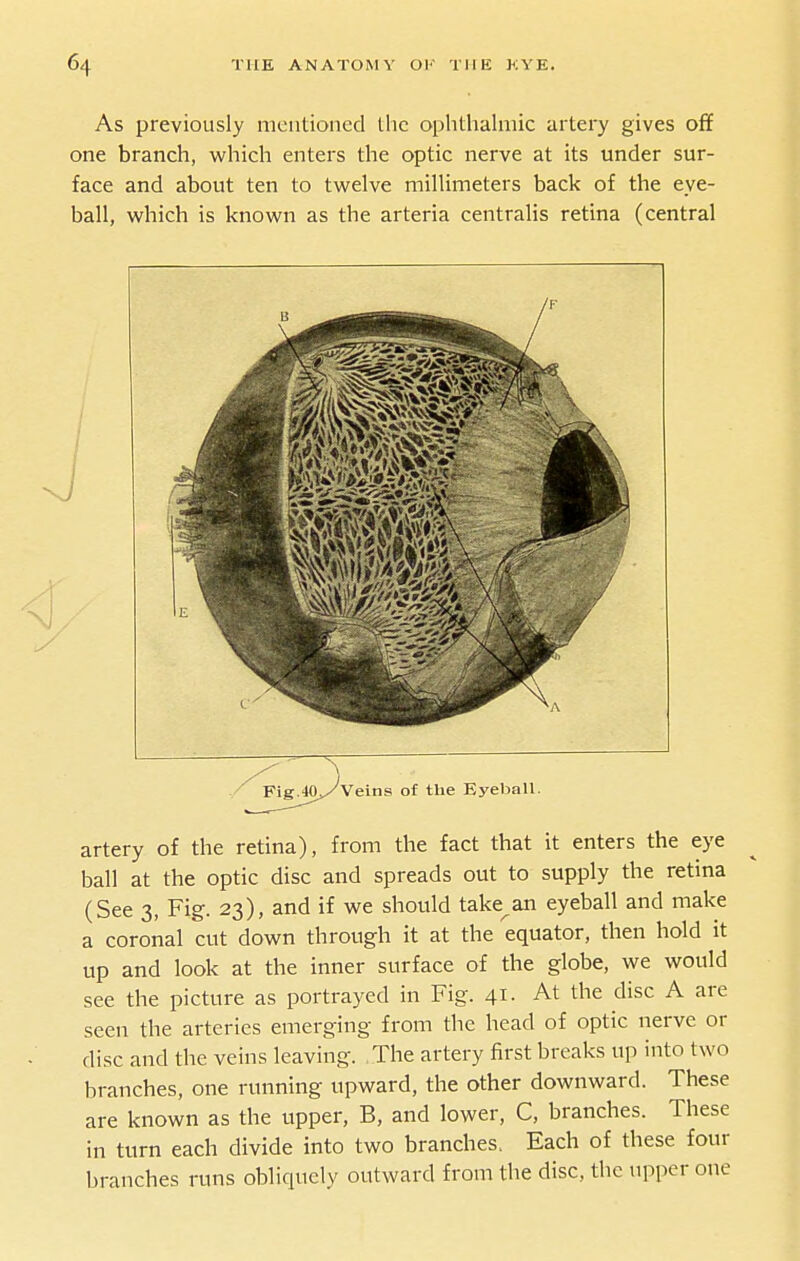 As previously mentioned Ihc oplithalmic artery gives ofif one branch, which enters the optic nerve at its under sur- face and about ten to twelve millimeters back of the eye- ball, which is known as the arteria centralis retina (central artery of the retina), from the fact that it enters the eye ball at the optic disc and spreads out to supply the retina (See 3, Fig. 23), and if we should take^an eyeball and make a coronal cut down through it at the equator, then hold it up and look at the inner surface of the globe, we would see the picture as portrayed in Fig. 41. At the disc A are seen the arteries emerging from the head of optic nerve or disc and the veins leaving. The artery first breaks up into two branches, one running upward, the other downward. These are known as the upper, B, and lower, C, branches. These in turn each divide into two branches. Each of these four branches runs obliquely outward from the disc, the upper one