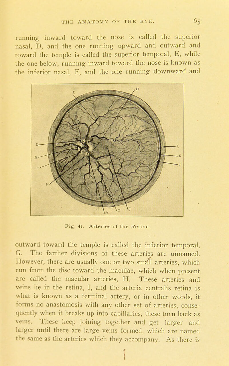 luniiiny iuvvaid toward the nose is called the superior nasal, D, and the one running upward and outward and toward the temple is called the superior temporal, E, while the one below, running inward toward the nose is known as the inferior nasal, F, and the one running downward and Fig. 41. Arteries of the Retina. outward toward the temple is called the inferior temporal, G. The farther divisions of these arteries are unnamed. However, there are usually one or two sm^l arteries, which run from the disc toward the maculae, which when present arc called the macular arteries, H. These arteries and veins lie in the retina, I, and the arteria centralis retina is what is known as a terminal artery, or in other words, it forms no anastomosis with any other set of arteries, conse- quently when it breaks up into capillaries, these turn back as veins. The.':c keep joining together and get larger and larger until there are large veins formed, which are named the same as the arteries which they accompany. As there is (