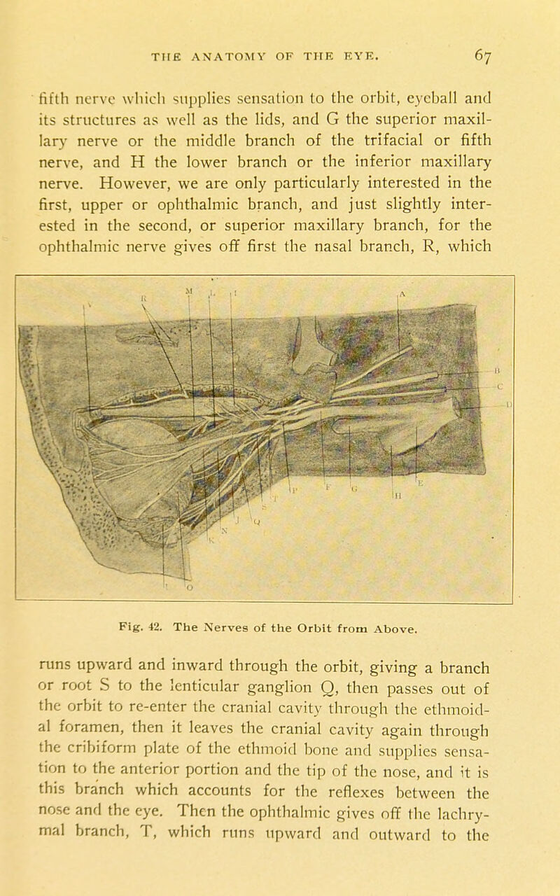 fifth nerve which supplies sensation to the orbit, eyeball and its structures as well as the lids, and G the superior maxil- lary nerve or the middle branch of the trifacial or fifth nerve, and H the lower branch or the inferior maxillary nerve. However, we are only particularly interested in the first, upper or ophthalmic branch, and just slightly inter- ested in the second, or superior maxillary branch, for the ophthalmic nerve gives oflf first the nasal branch, R, which r» Fig. 42. The Nerves of the Orbit from Above. runs upward and inward through the orbit, giving a branch or root S to the lenticular ganglion Q, then passes out of the orbit to re-enter the cranial cavity through the ethmoid- al foramen, then it leaves the cranial cavity again through the cribiform plate of the ethmoid bone and supplies sensa- tion to the anterior portion and the tip of the nose, and it is this branch which accounts for the reflexes between the nose and the eye. Then the ophthalmic gives ofif the lachry- mal branch, T, which runs upward and outward to the