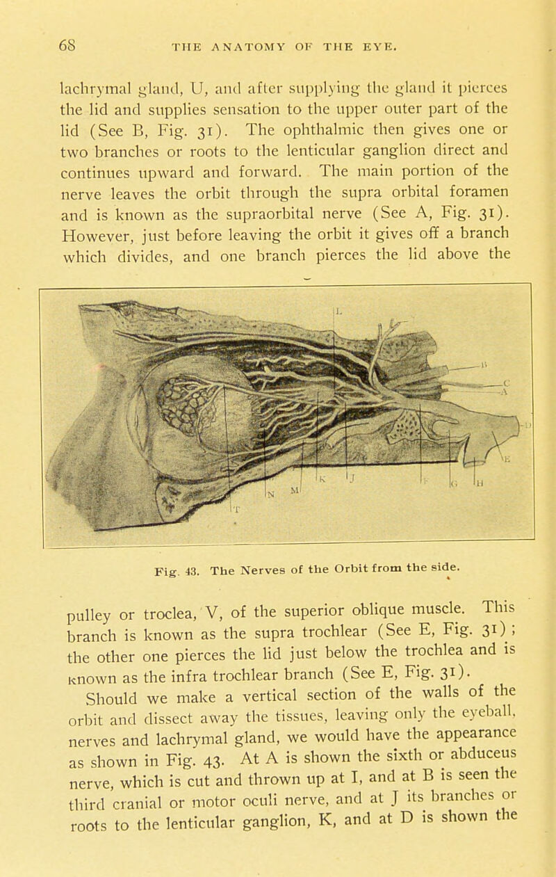 lachrymal gland, U, and after supplying the gland it pierces the lid and supplies sensation to the upper outer part of the lid (See B, Fig. 31). The ophthalmic then gives one or two branches or roots to the lenticular ganglion direct and continues upward and forward. The main portion of the nerve leaves the orbit through the supra orbital foramen and is known as the supraorbital nerve (See A, Fig. 31). However, just before leaving the orbit it gives off a branch which divides, and one branch pierces the lid above the Fig. 43. The Nerves of the Orbit from the side. pulley or troclea, V, of the superior oblique muscle. This branch is known as the supra trochlear (See E, Fig. 31) ; the other one pierces the lid just below the trochlea and is i«nown as the infra trochlear branch (See E, Fig. 31). Should we make a vertical section of the walls of the orbit and dissect away the tissues, leaving only the eyeball, nerves and lachrymal gland, we would have the appearance as shown in Fig. 43- At A is shown the sixth or abduceus nerve, which is cut and thrown up at I, and at B is seen the third cranial or motor oculi nerve, and at J its branches or roots to the lenticular ganglion, K, and at D is shown the