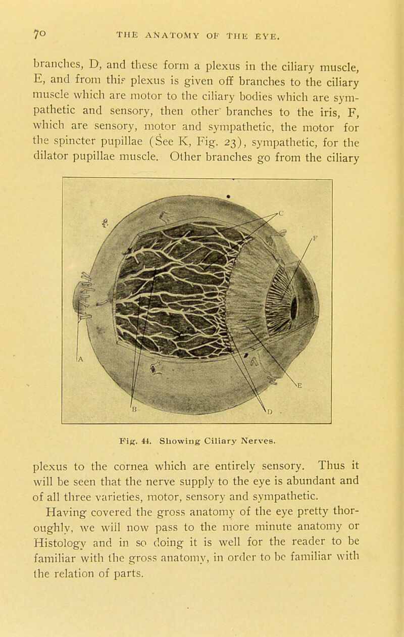 branches, D, and these form a plexus in the ciliary muscle, E, and from thif plexus is given oflf branches to the ciliary muscle which are motor to the ciliary bodies which are sym- pathetic and sensory, then other branches to the iris, F, which are sensory, motor and sympathetic, the motor for the spincter pupillae (See K, Fig. 23), sympathetic, for the dilator pupillae muscle. Other branches go from the ciliary Fig. 44. Showing Ciliary Nerves. plexus to the cornea which are entirely sensory. Thus it will be seen that the nerve supply to the eye is abundant and of all three varieties, motor, sensory and sympathetic. Having covered the gross anatomy of the eye pretty thor- oughly, we will now pass to the more minute anatomy or Histology and in so doing it is well for the reader to be familiar with the gross anatomy, in order to be familiar with the relation of parts.