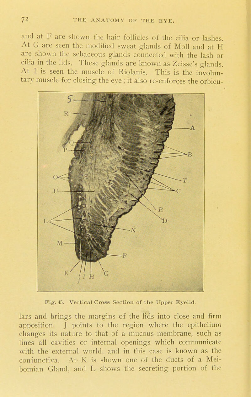 and at F are shown the hair folHclcs of the cilia or lashes. At G are seen the modified sweat glands of Moll and at li are shown the sebaceous glands connected with the lash or cilia in the lids. These glands are known as Zcisse's glands. At I is seen the muscle of Riolanis. This is the involun- tary muscle for closing the eye; it also re-enforces the orbicu- Fig. 45. Vertical Cross Section of tlie Upper Eyelid. lars and brings the margins of the lids into close and firm apposition. J points to the region where the epithelium changes its nature to that of a mucous membrane, such as lines all cavities or internal openings which communicate with the external world, and in tliis case is known as the conjunctiva. At' K is shown one of the ducts of a Mei- bomian Gland, and L shows the secreting portion of the