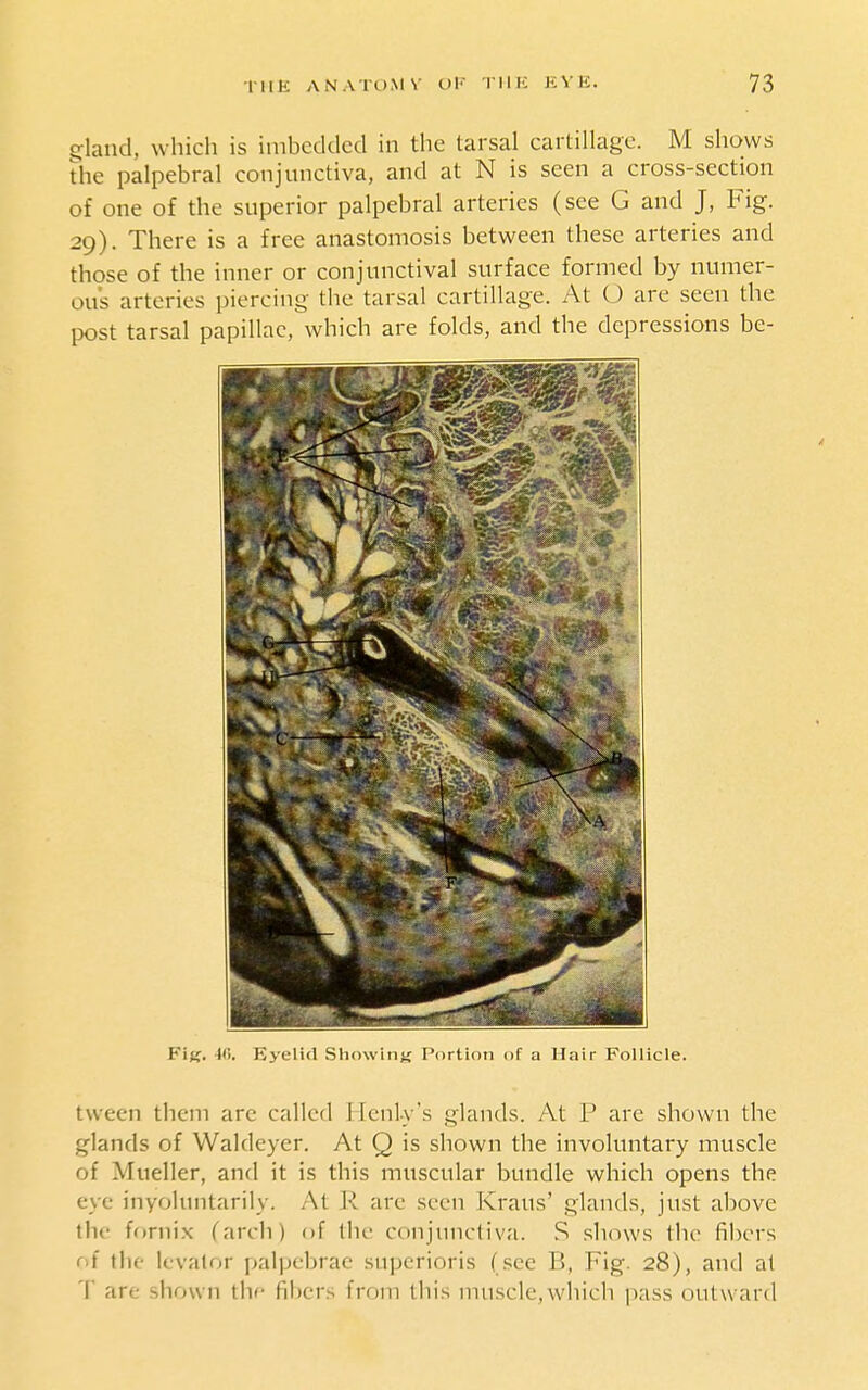 gland, which is imbedded in the tarsal cartillage. M shows the palpebral conjunctiva, and at N is seen a cross-section of one of the superior palpebral arteries (see G and J, Fig. 29). There is a free anastomosis between these arteries and those of the inner or conjunctival surface formed by numer- ous arteries piercing the tarsal cartillage. At O are seen the post tarsal papillae, which are folds, and the depressions be- Fi^f, 40. Eyelid Showing Portion of a Hair Follicle. tvveen them are callcfl Henl-v's glands. At P are shown the glands of Waldeyer. At Q is shown the involuntary muscle of Mueller, and it is this muscular bundle which opens the eye inyohnitarily. At R are seen Kraus' glands, just above tlic fornix (arch) of the conjimdiva. S shows the fibers rif the levator palpcbrae supcrioris (see B, Fig. 28), and at T are shown t\v fil)crs from this muscle,which pass outward