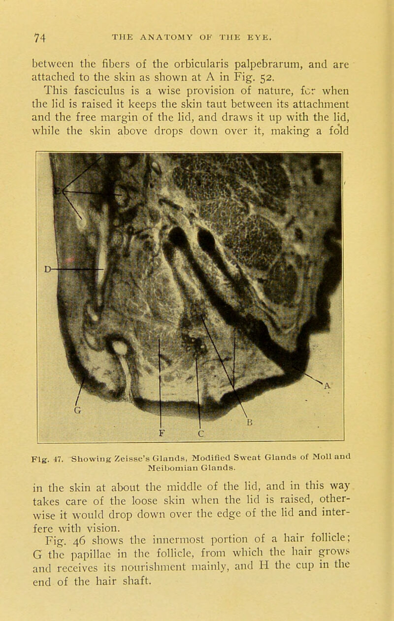 between the fibers of the orbicularis paliDebrarum, and are attached to the sltin as shown at A in Fig. 52. This fasciculus is a wise provision of nature, for when the lid is raised it keeps the skin taut between its attachment and the free margin of the lid, and draws it up with the lid, while the skin above drops down over it, making a fold Fig. 47. Showing Zeisse's Glands, Modified Sweat Glands of Moll and Meibomian Glands. in the skin at about the middle of the lid, and in this way takes care of the loose skin when the lid is raised, other- wise it would drop down over the edge of the lid and inter- fere with vision. Fig. 46 shows the innermost portion of a hair follicle; G the papillae in the follicle, from which the hair grow.'^ and receives its nourishment mainly, and H the cup in the end of the hair shaft.