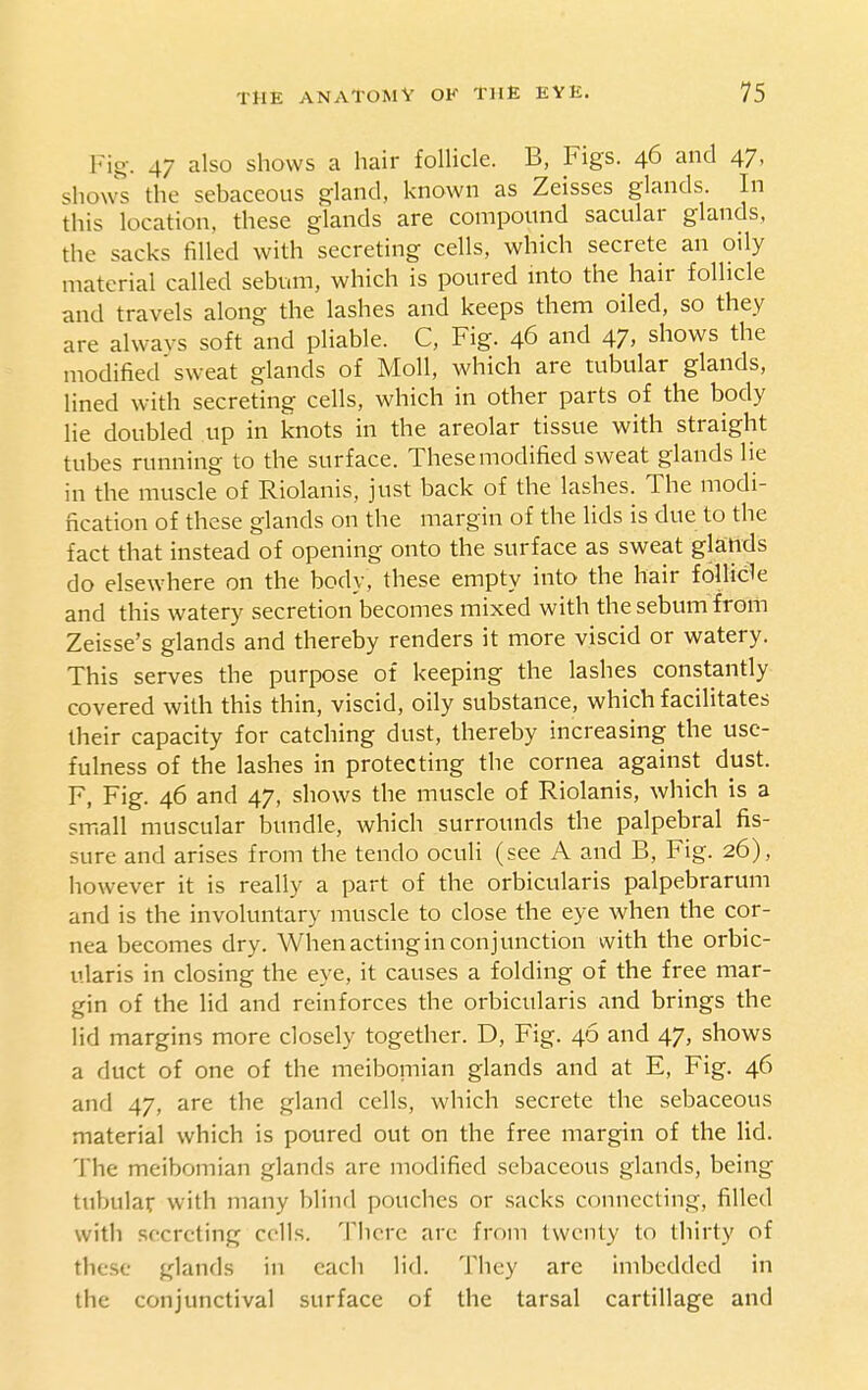 Fig. 47 also shows a hair follicle. B, Figs. 46 and 47, shows the sebaceous gland, known as Zeisses glands In this location, these glands are compound sacular glands, the sacks filled with secreting cells, which secrete an oily material called sebum, which is poured mto the hair follicle and travels along the lashes and keeps them oiled, so they are always soft and pliable. C, Fig. 46 and 47. shows the modified'sweat glands of Moll, which are tubular glands, lined with secreting cells, which in other parts of the body lie doubled up in knots in the areolar tissue with straight tubes running to the surface. These modified sweat glands lie in the muscle of Riolanis, just back of the lashes. The modi- fication of these glands on the margin of the lids is due to the fact that instead of opening onto the surface as sweat gla:rtds do elsewhere on the body, these empty into the hair follide and this watery secretion becomes mixed with the sebum from Zeisse's glands and thereby renders it more viscid or watery. This serves the purpose of keeping the lashes constantly covered with this thin, viscid, oily substance, which facilitates their capacity for catching dust, thereby increasing the use- fulness of the lashes in protecting the cornea against dust. F, Fig. 46 and 47, shows the muscle of Riolanis, which is a small muscular bundle, which surrounds the palpebral fis- sure and arises from the tendo oculi (see A and B, Fig. 26), however it is really a part of the orbicularis palpebrarum and is the involuntary muscle to close the eye when the cor- nea becomes dry. When acting in conjunction with the orbic- ularis in closing the eye, it causes a folding of the free mar- gin of the lid and reinforces the orbicularis and brings the lid margins more closely together. D, Fig. 46 and 47, shows a duct of one of the meibomian glands and at E, Fig. 46 and 47, are the gland cells, which secrete the sebaceous material which is poured out on the free margin of the lid. The meibomian glands are modified sebaceous glands, being- tubular with many blind pouches or sacks connecting, filled with secreting cells. There are from twenty to thirty of these glands in each lid. They are imbedded in the conjunctival surface of the tarsal cartillage and