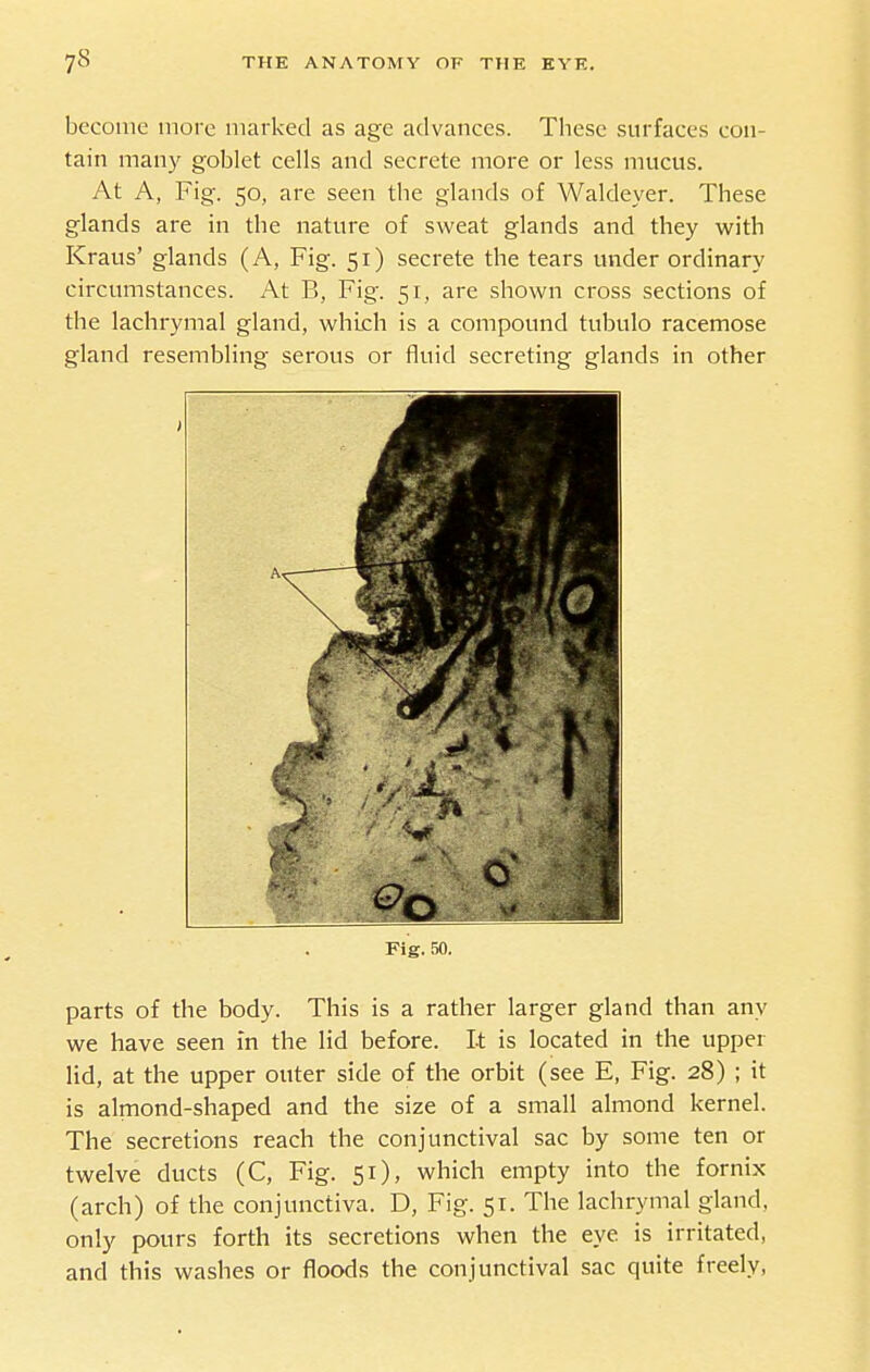 become more marked as age advances. These surfaces con- tain many goblet cells and secrete more or less mucus. At A, Fig. 50, are seen the glands of Waldeyer. These glands are in the nature of sweat glands and they with Kraus' glands (A, Fig. 51) secrete the tears under ordinary circumstances. At B, Fig. 51, are shown cross sections of the lachrymal gland, which is a compound tubulo racemose gland resembling serous or fluid secreting glands in other Fig. 50. parts of the body. This is a rather larger gland than any we have seen in the lid before. It is located in the upper lid, at the upper outer side of the orbit (see E, Fig. 28) ; it is almond-shaped and the size of a small almond kernel. The secretions reach the conjunctival sac by some ten or twelve ducts (C, Fig. 51), which empty into the fornix (arch) of the conjunctiva. D, Fig. 51. The lachrymal gland, only pours forth its secretions when the eye is irritated, and this washes or floods the conjunctival sac quite freely,