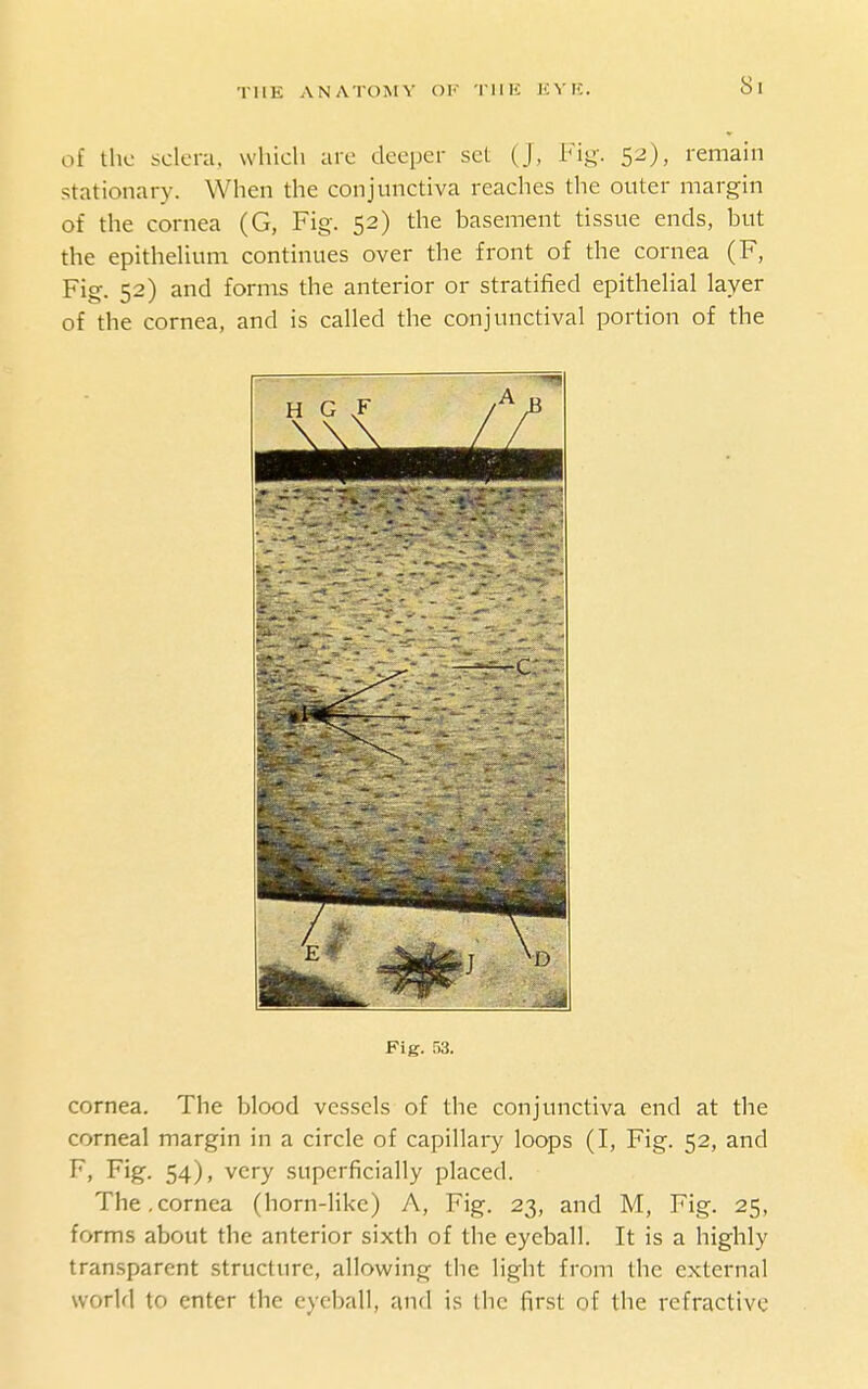 THE ANATOJtY Ol' 'IIIK KVIC of the sclera, which are deeper set (J, Fiy. 52), remain stationary. When the conjunctiva reaches the outer margin of the cornea (G, Fig. 52) the basement tissue ends, but the epithelium continues over the front of the cornea (F, Fig. 52) and forms the anterior or stratified epitheHal layer of the cornea, and is called the conjunctival portion of the Fig. 53. cornea. The blood vessels of the conjunctiva end at the corneal margin in a circle of capillary loops (I, Fig. 52, and F, Fig. 54), very superficially placed. The,cornea (horn-like) A, Fig. 23, and M, Fig. 25, forms about the anterior sixth of the eyeball. It is a highly transparent structure, allowing the light from the external world to enter the eyeball, and is the first of the refractive