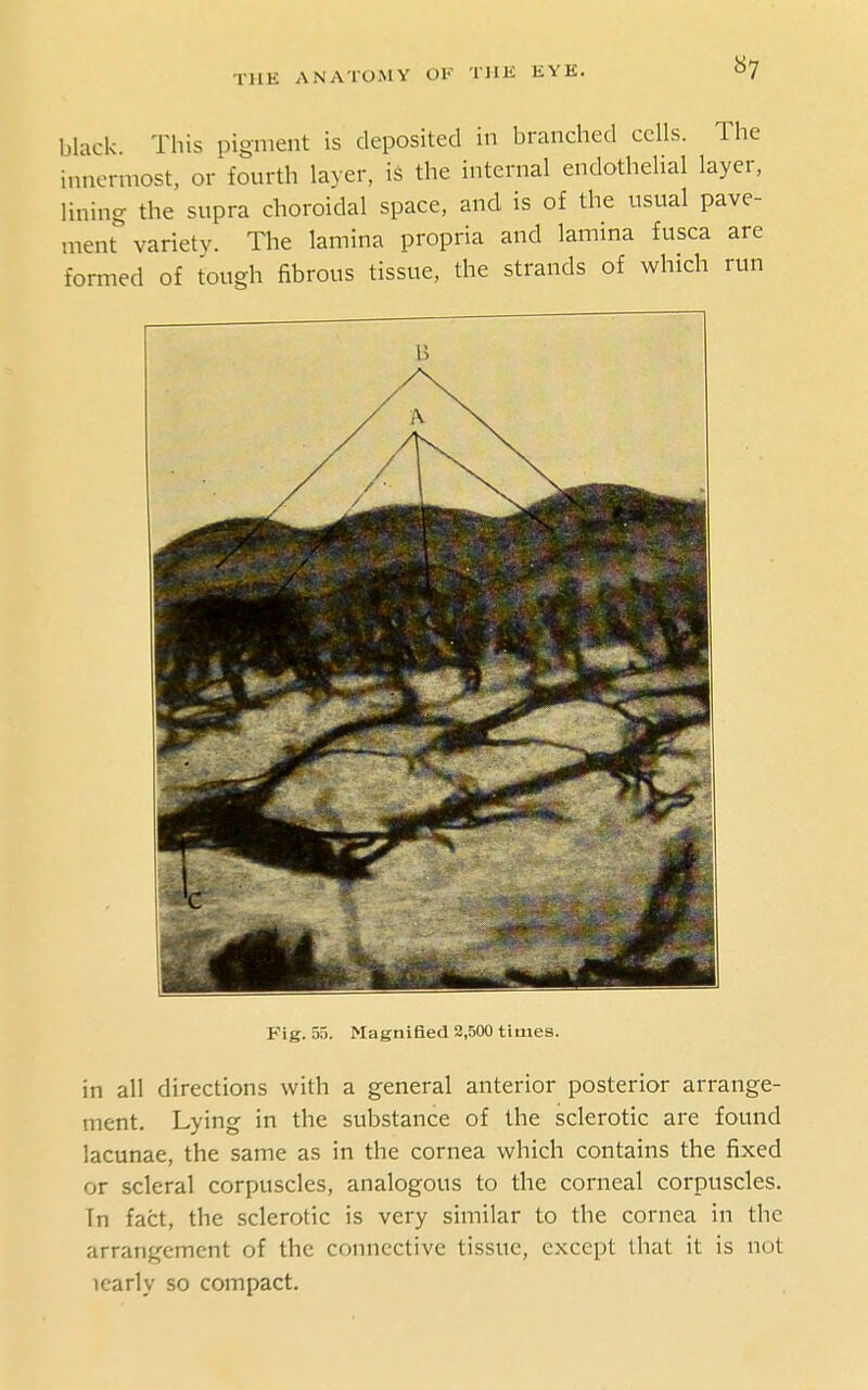 black This pigment is deposited in branched cells. The innermost, or fourth layer, is the internal endothelial layer, lining the supra choroidal space, and is of the usual pave- ment variety. The lamina propria and lamina fusca are formed of tough fibrous tissue, the strands of which run A Fig. 55. Magnified 2,500 times. in all directions with a general anterior posterior arrange- ment. Lying in the substance of the sclerotic are found lacunae, the same as in the cornea which contains the fixed or scleral corpuscles, analogous to the corneal corpuscles. Tn fact, the sclerotic is very similar to the cornea in the arrangement of the connective tissue, except that it is not learly so compact.