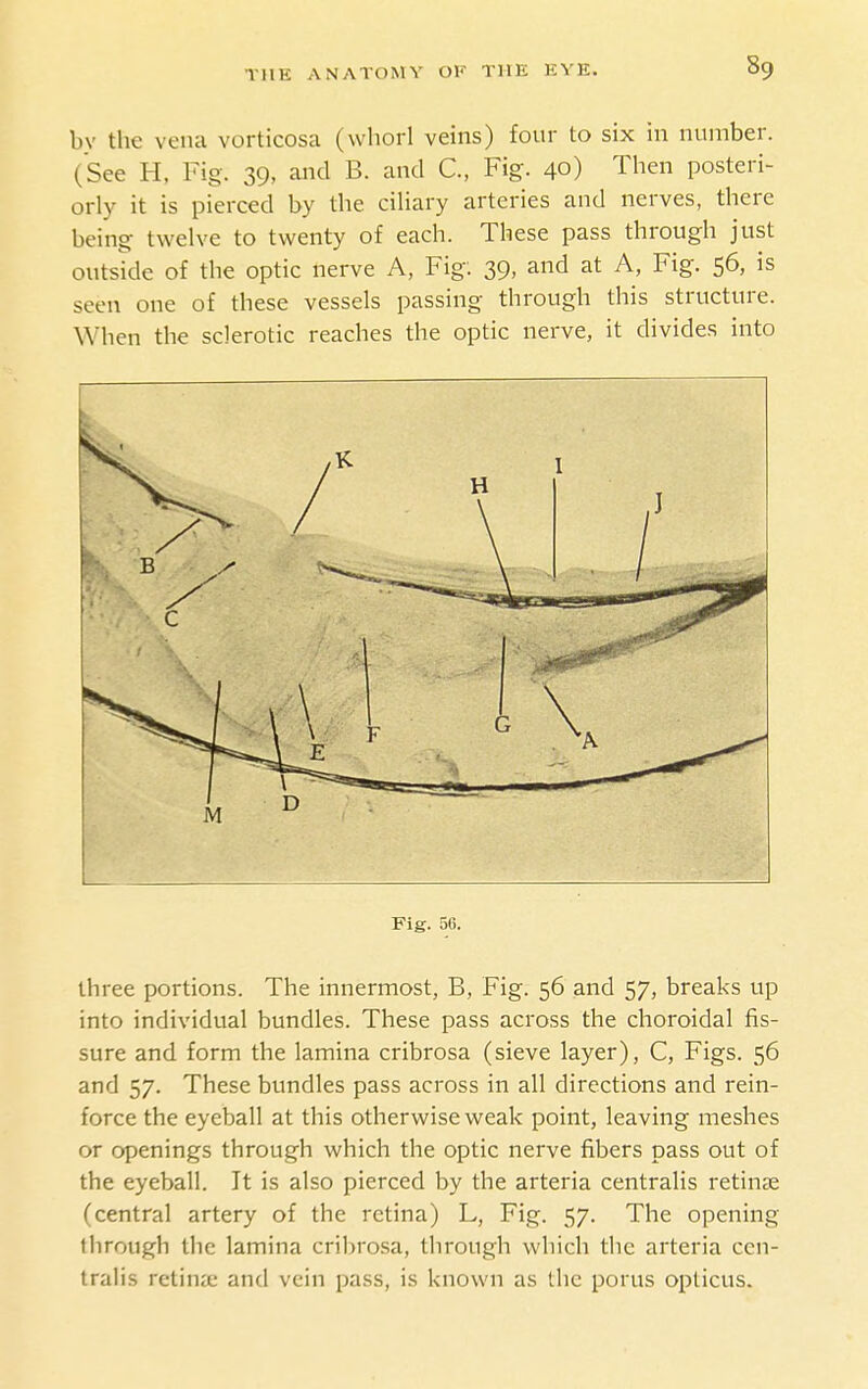 by the vena vorticosa (whorl veins) four to six in number. (See H, Fig. 39, and B. and C, Fig. 40) Then posteri- orly it is pierced by the ciliary arteries and nerves, there being twelve to twenty of each. These pass through just outside of the optic nerve A, Fig; 39, and at A, Fig. 56, is seen one of these vessels passing through this structure. When the sclerotic reaches the optic nerve, it divides into Fig. 56. three portions. The innermost, B, Fig. 56 and 57, breaks up into individual bundles. These pass across the choroidal fis- sure and form the lamina cribrosa (sieve layer), C, Figs. 56 and 57. These bundles pass across in all directions and rein- force the eyeball at this otherwise weak point, leaving meshes or openings through which the optic nerve fibers pass out of the eyeball. It is also pierced by the arteria centralis retinae (central artery of the retina) L, Fig. 57. The opening through tlic lamina cribrosa, through which the arteria cen- tralis retina; and vein pass, is known as the porus opticus.